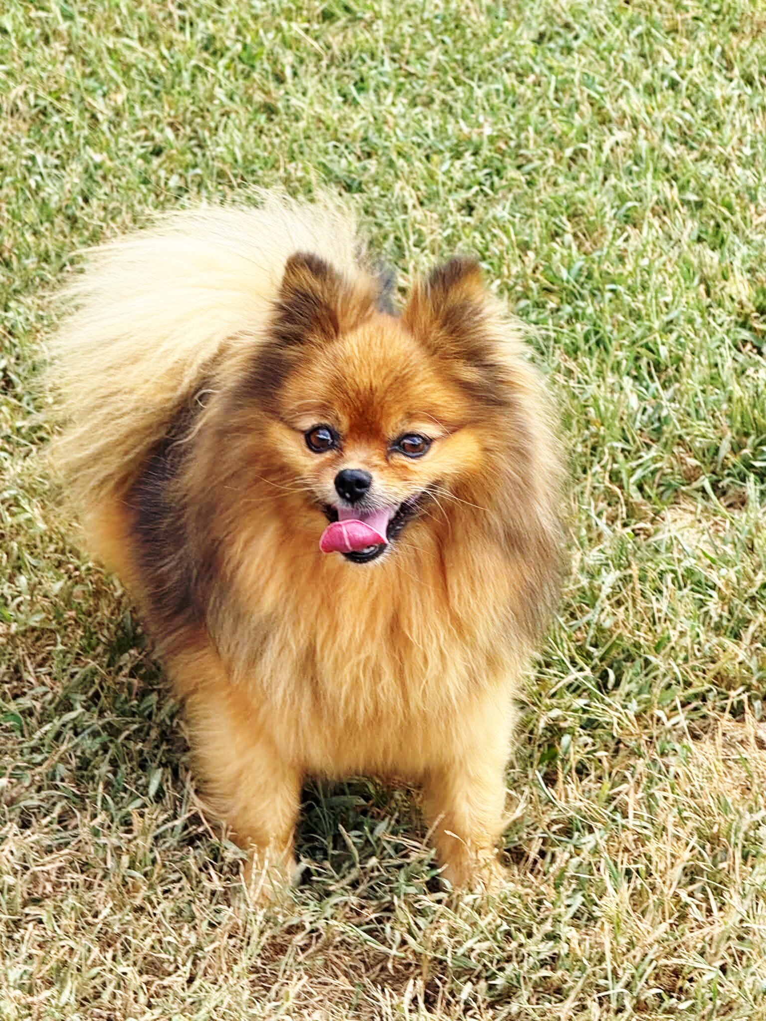 POPPY - CKC Pomeranian image 5