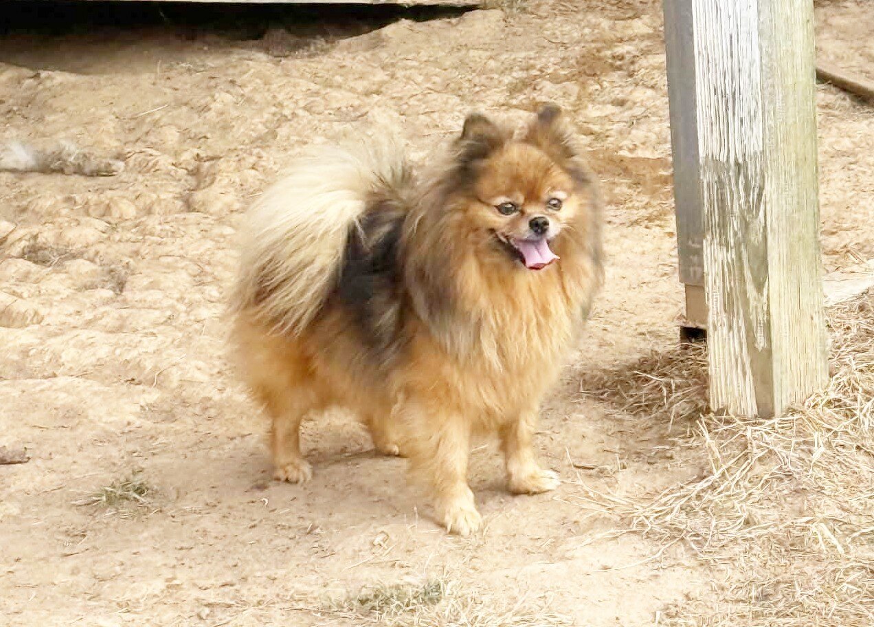 POPPY - CKC Pomeranian image 6