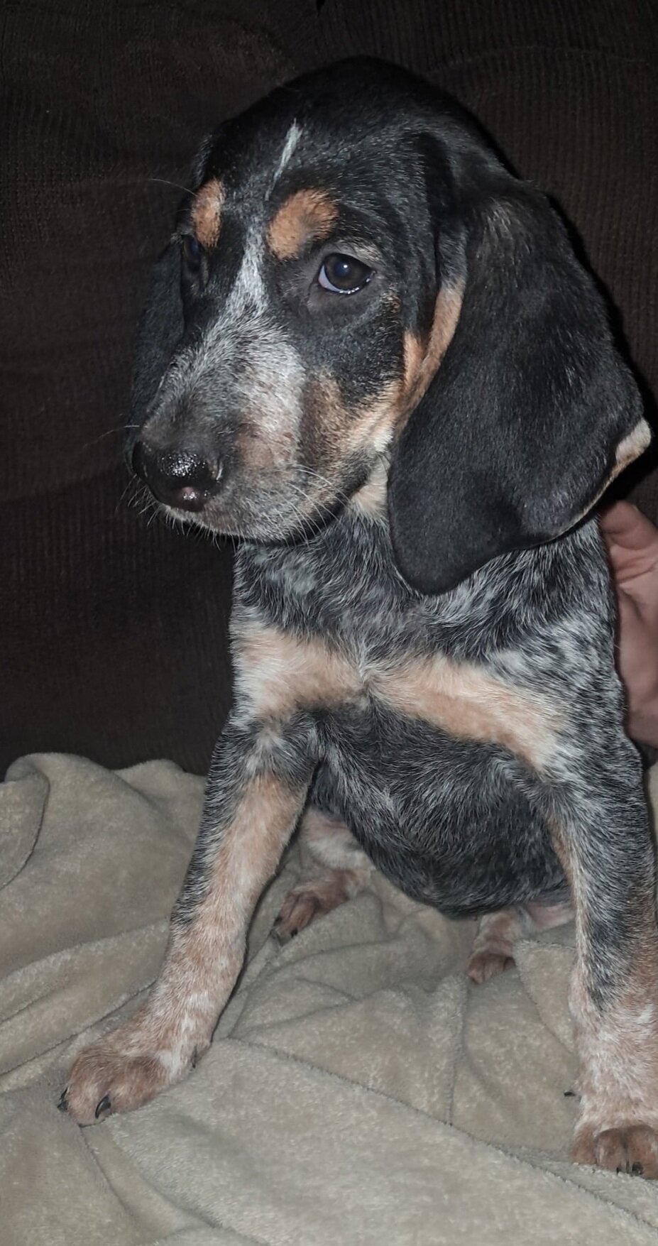 Blue tick coonhound image 1