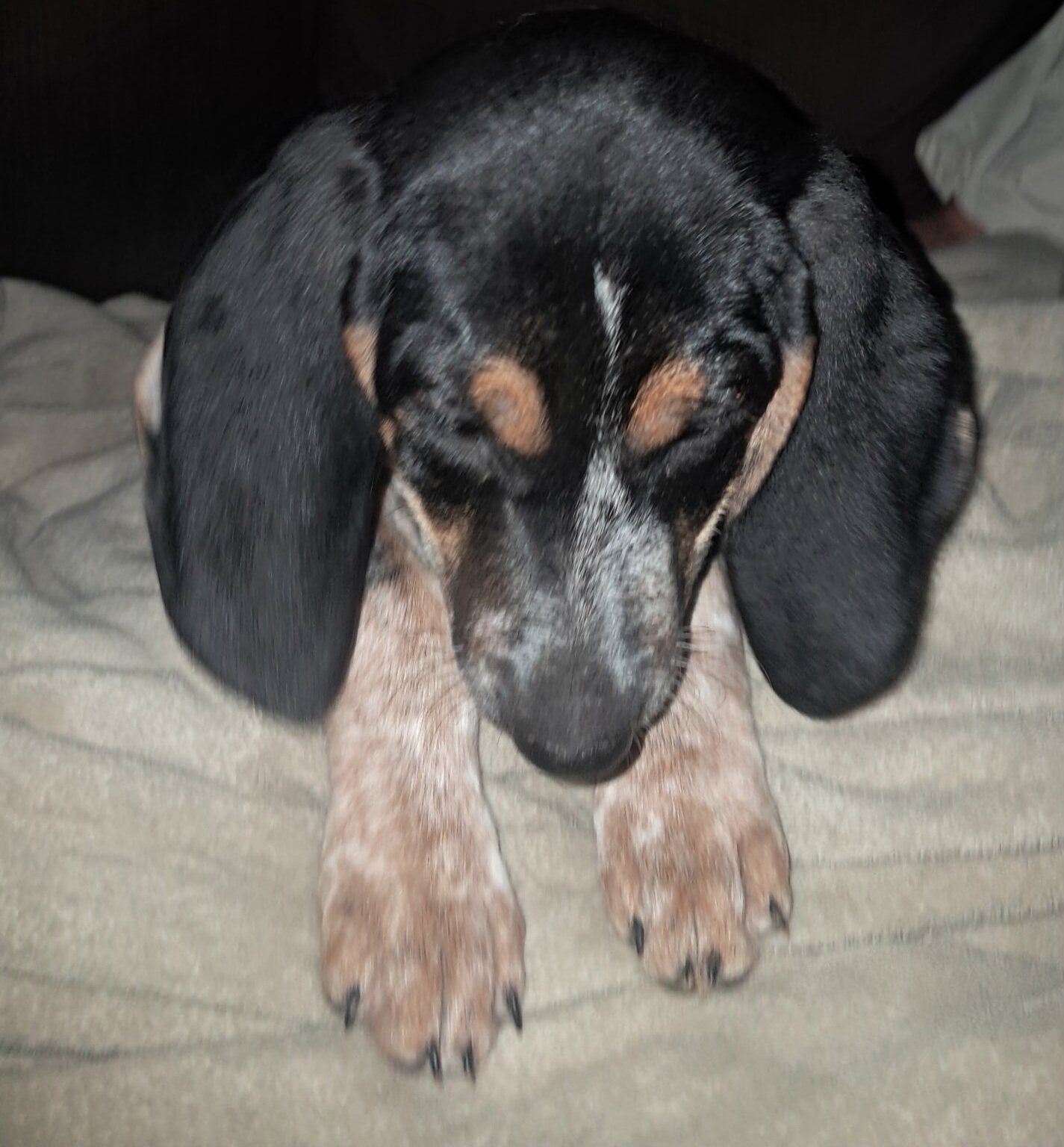 Blue tick coonhound image 3