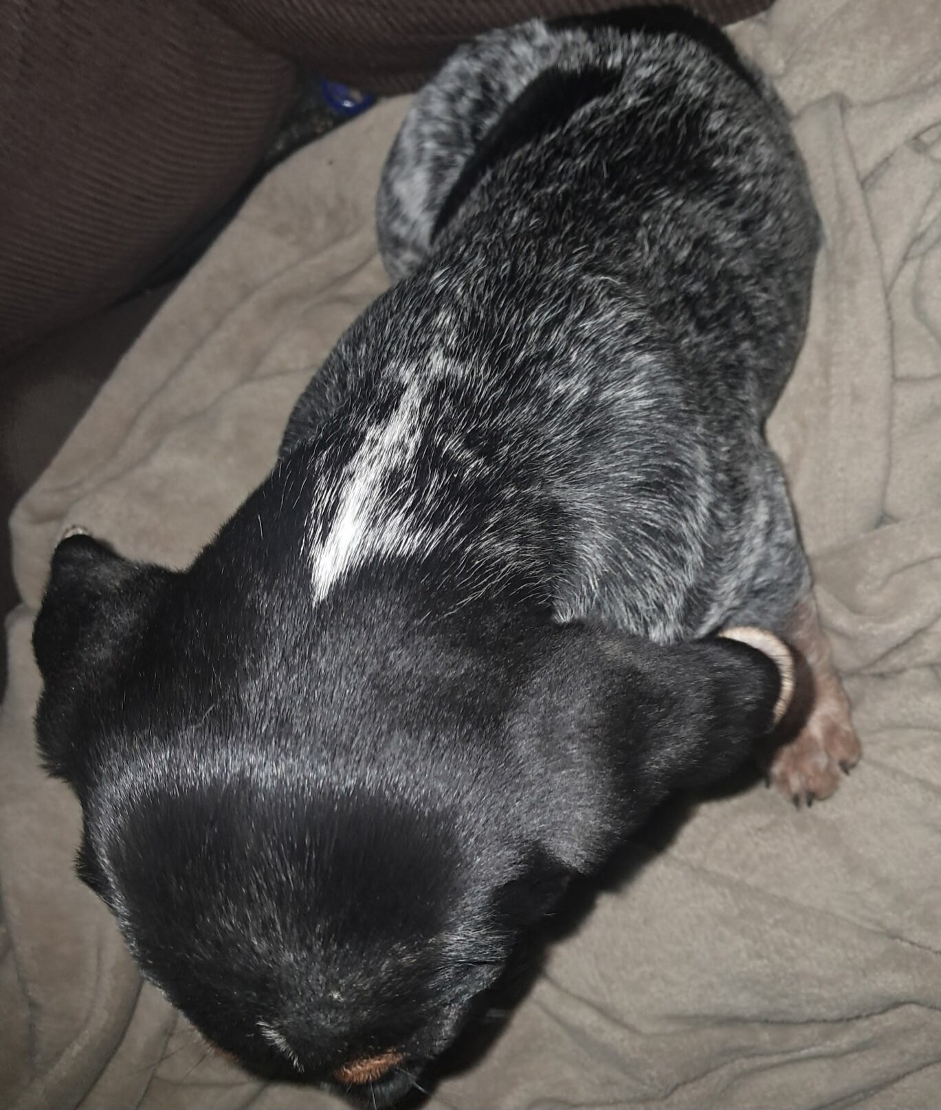 Blue tick coonhound image 2