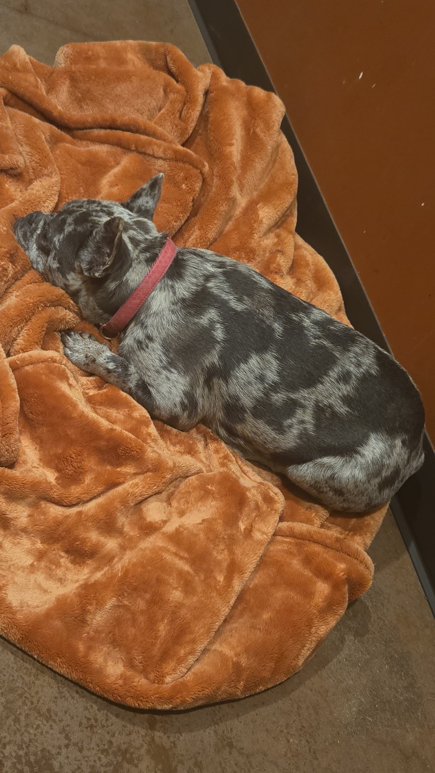 French Bulldog image 2