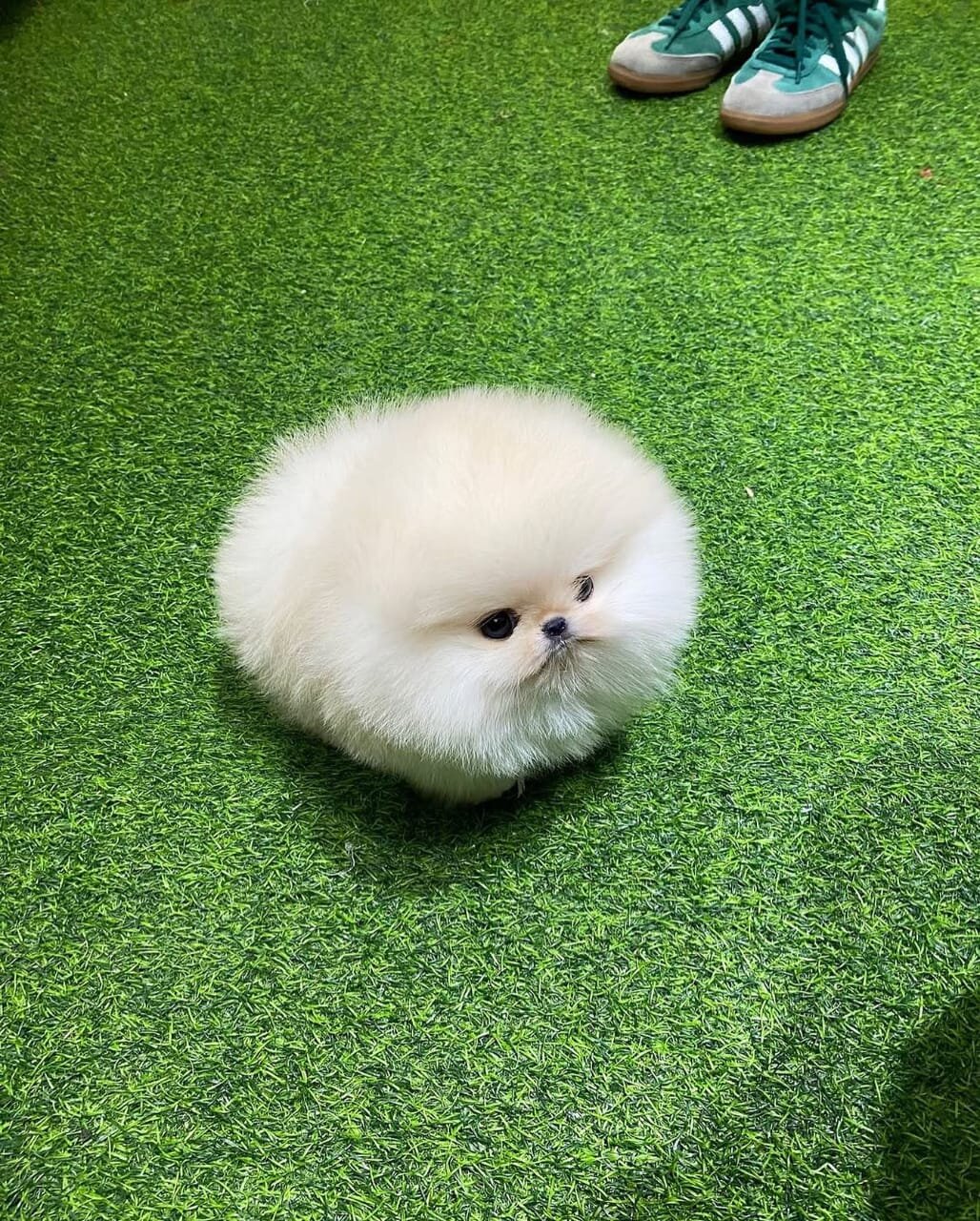 Pomeranian puppies Available image 1