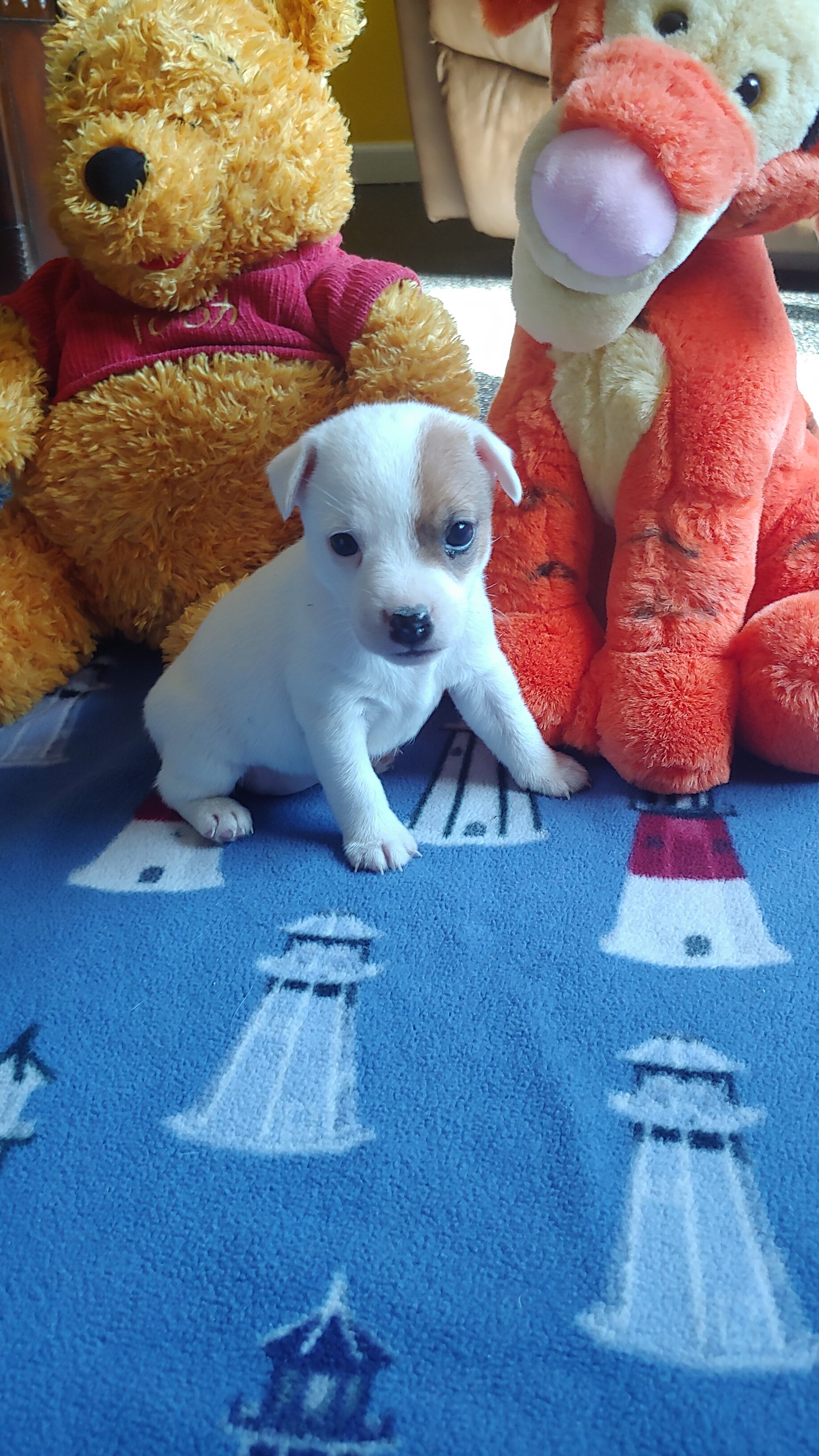 Jack Russell image 1