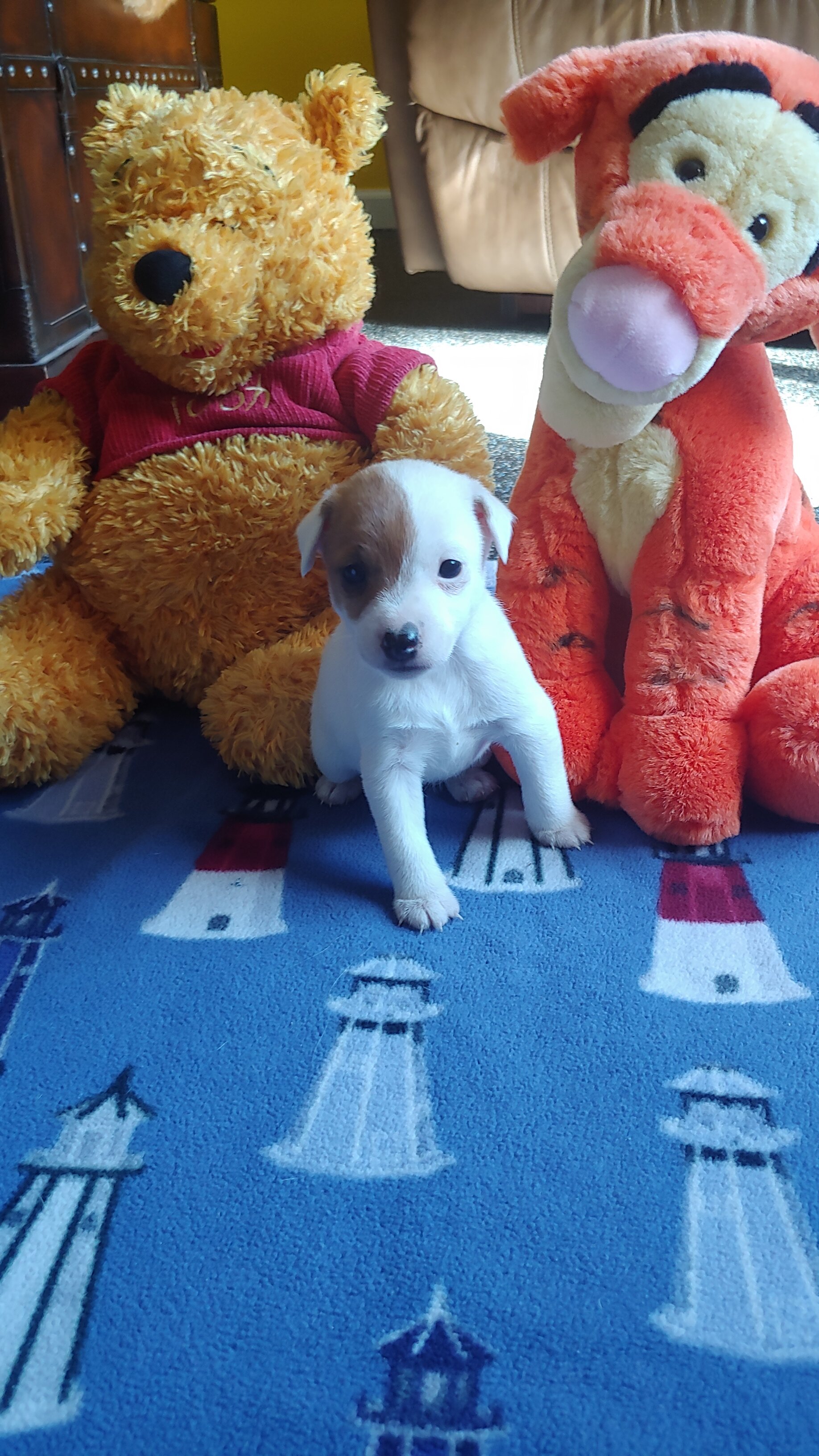 Jack Russell image 2