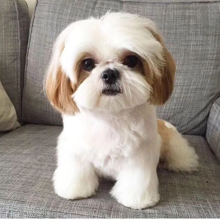 Shih Tzu Puppies Available image 1