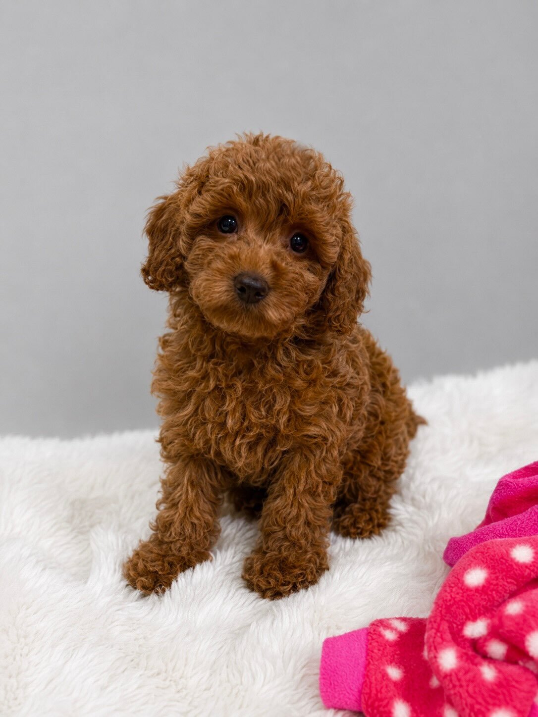 Poodle Puppies Available image 1