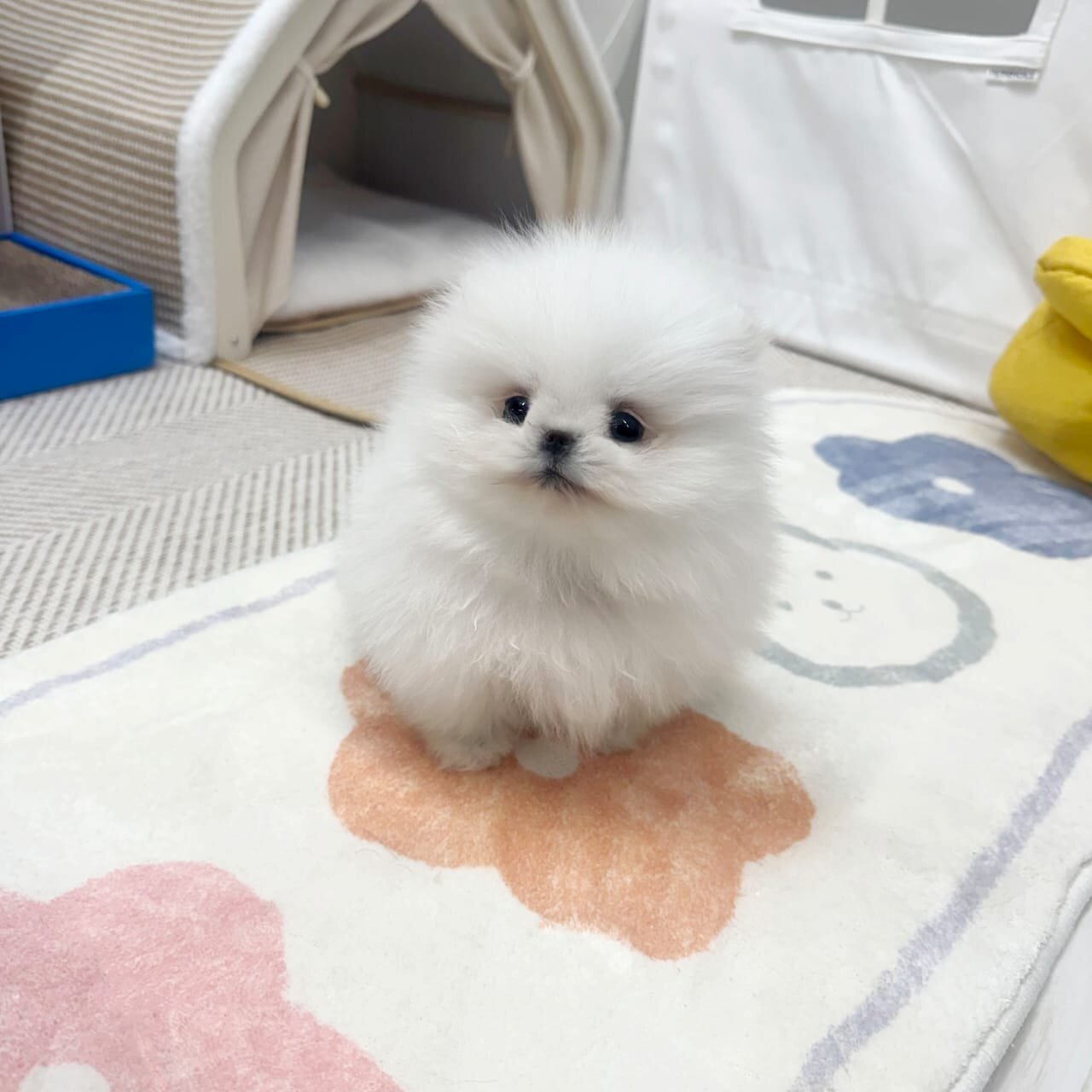 Pomeranian Puppies Available image 1