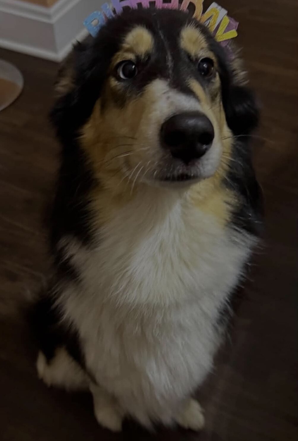 Rough Collie/Husky Mix Dog image 1