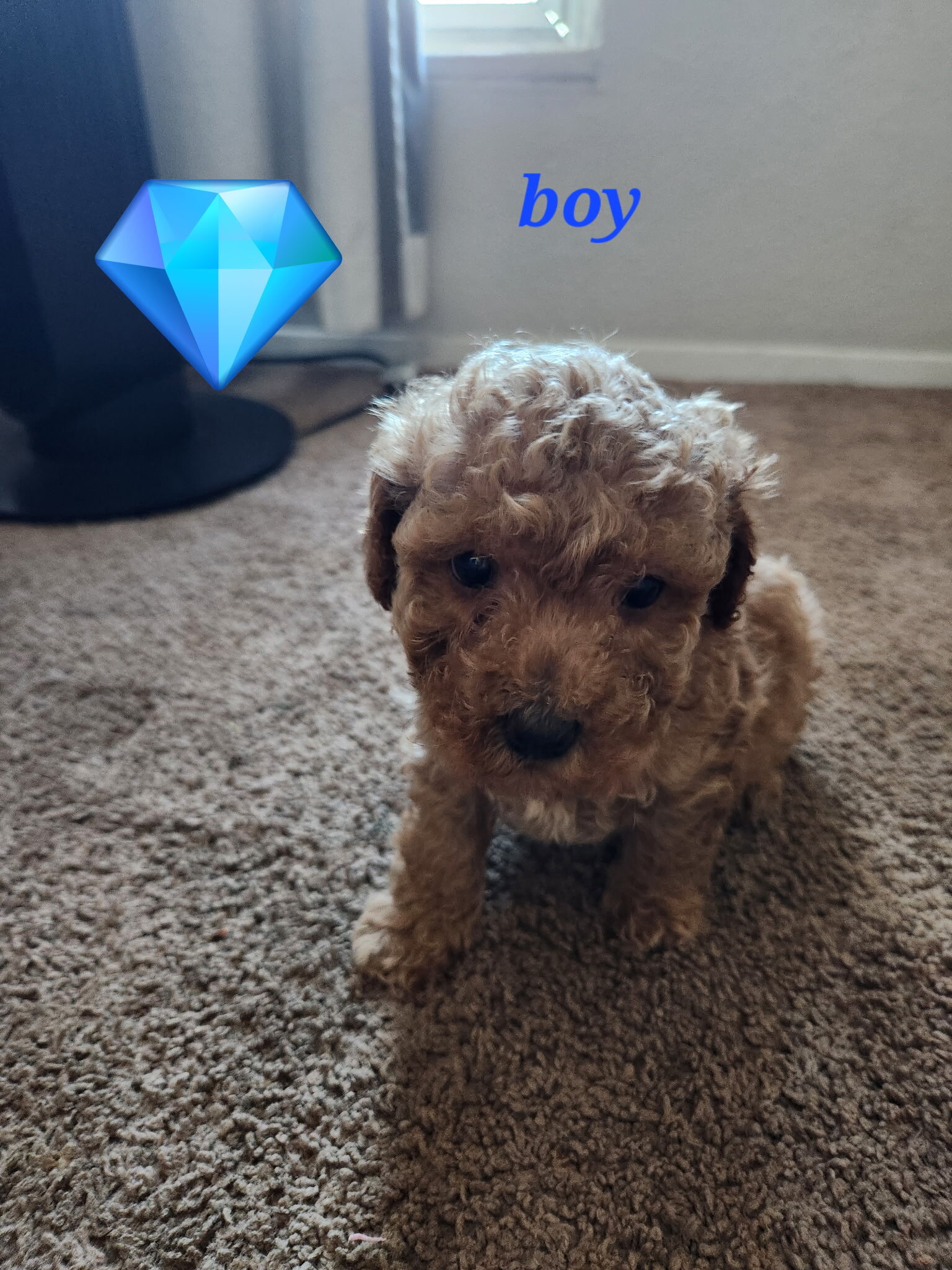 Toy poodles image 1