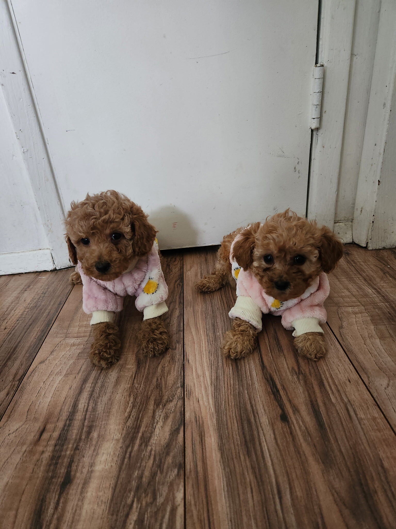 Toy poodles image 2