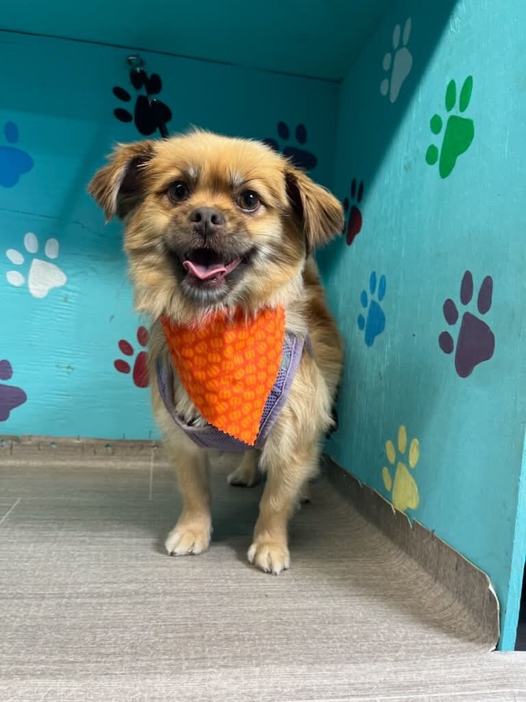 Pomeranian/Chihuahua Dog image 1