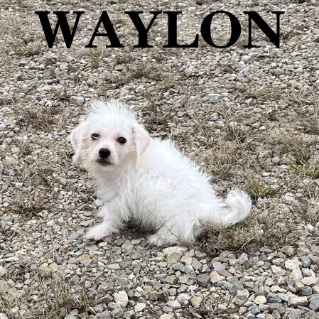 Waylon Male Schnoodle Puppy image 2