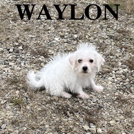 Waylon Male Schnoodle Puppy image 3