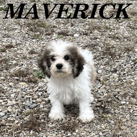 Maverick Male Schnoodle Puppy image 1
