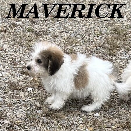 Maverick Male Schnoodle Puppy image 2