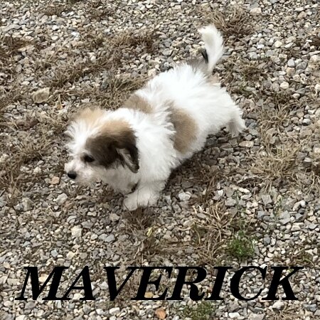 Maverick Male Schnoodle Puppy image 3
