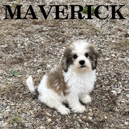 Maverick Male Schnoodle Puppy image 4