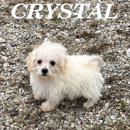 Crystal Female Schnoodle Puppy image 2