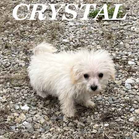 Crystal Female Schnoodle Puppy image 3