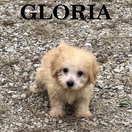Gloria Female Schnoodle Puppy image 1