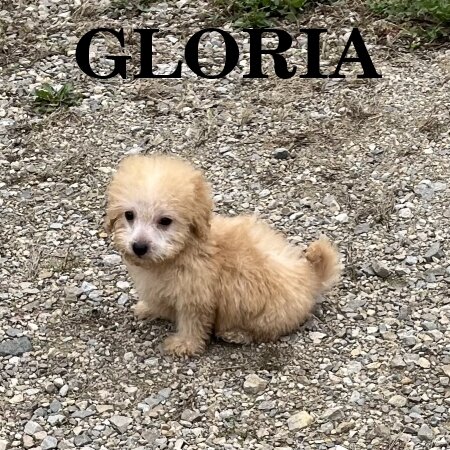Gloria Female Schnoodle Puppy image 2