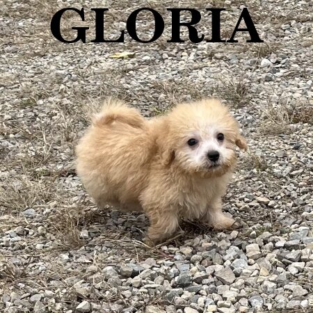 Gloria Female Schnoodle Puppy image 3