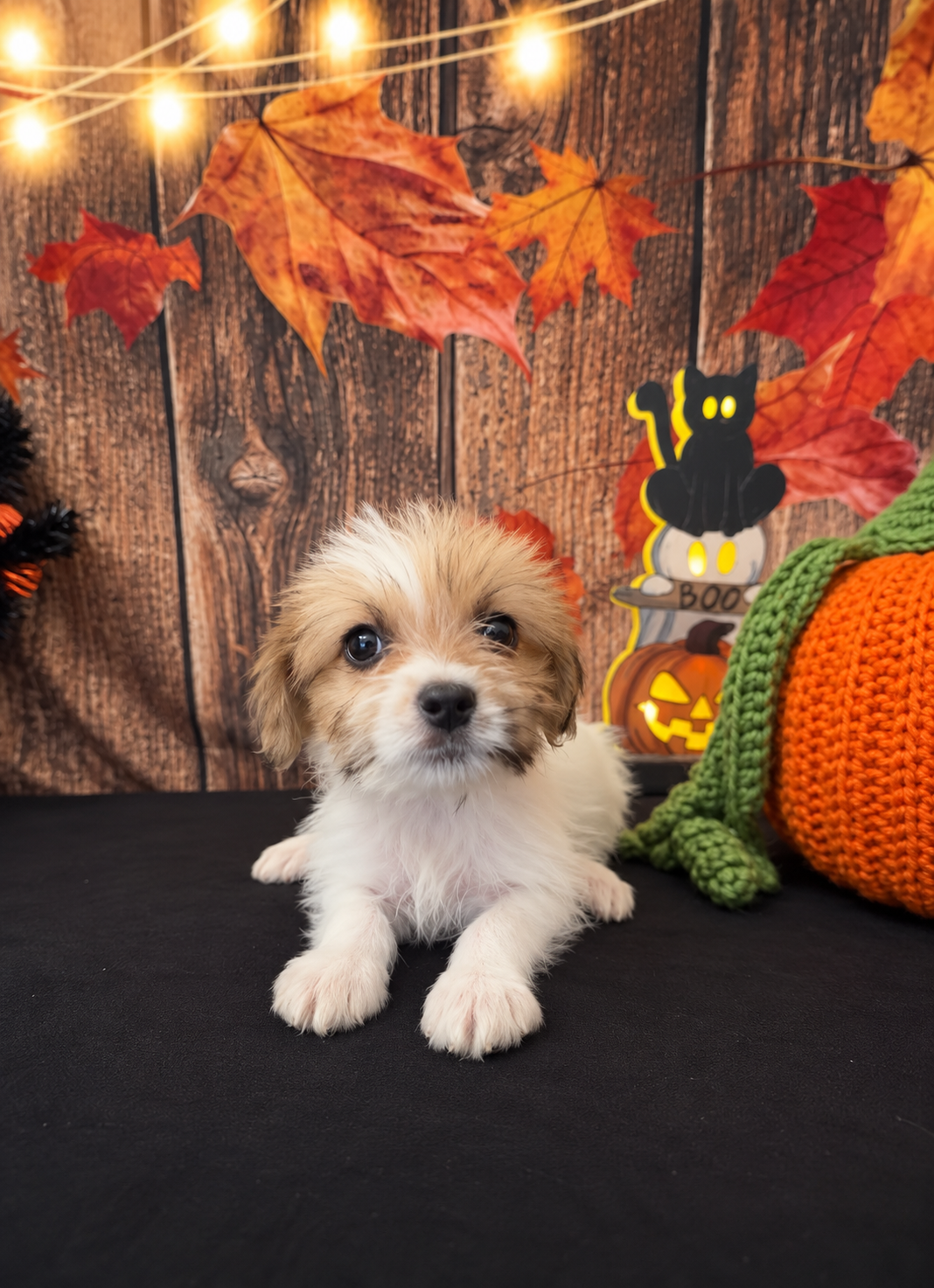 SHIH TZU × TOY POODLE — SHIH-POO PUPPIES image 6