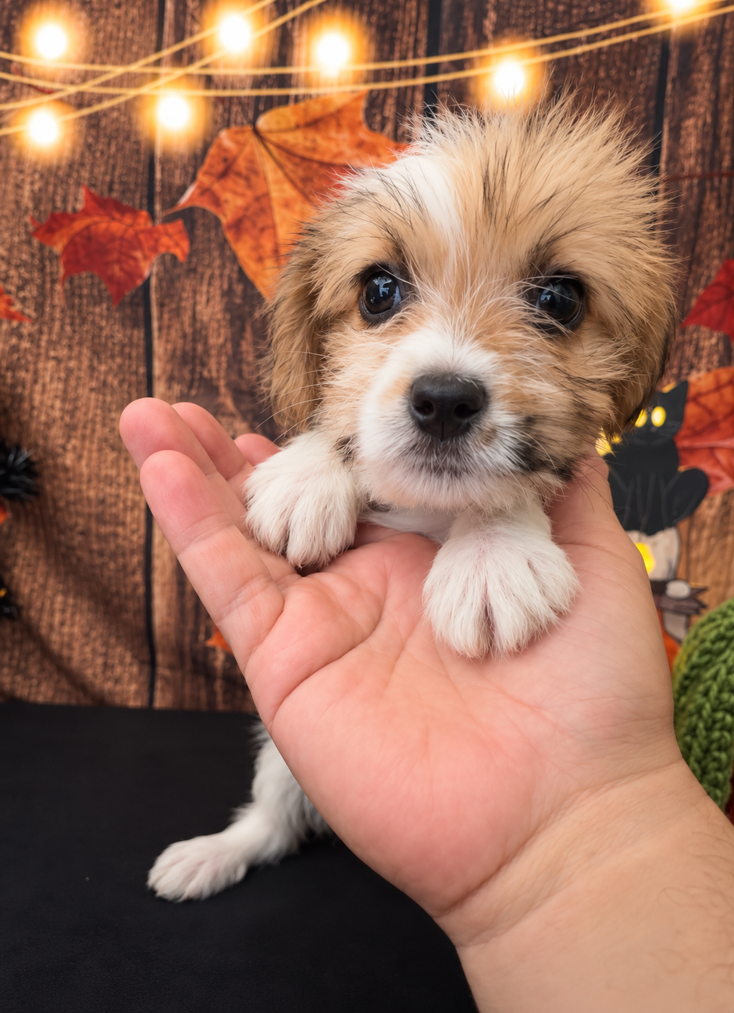 SHIH TZU × TOY POODLE — SHIH-POO PUPPIES image 5