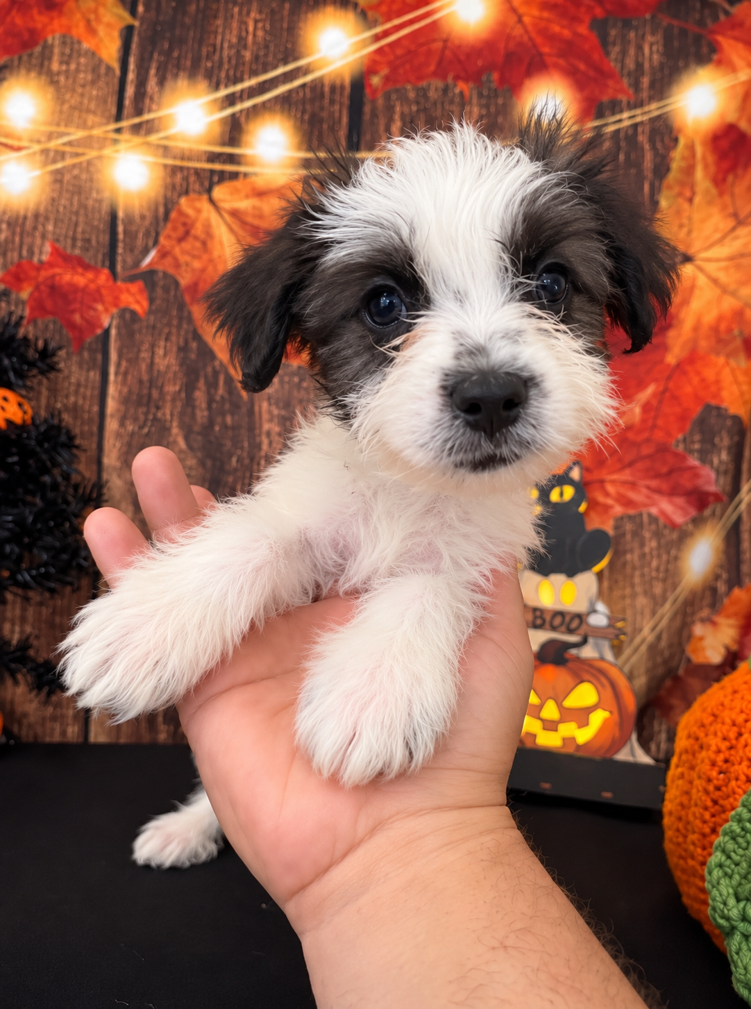 SHIH TZU × TOY POODLE — SHIH-POO PUPPIES image 3