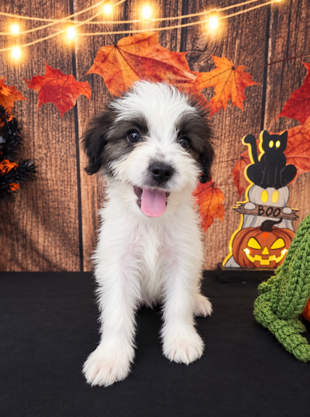 SHIH TZU × TOY POODLE — SHIH-POO PUPPIES image 1