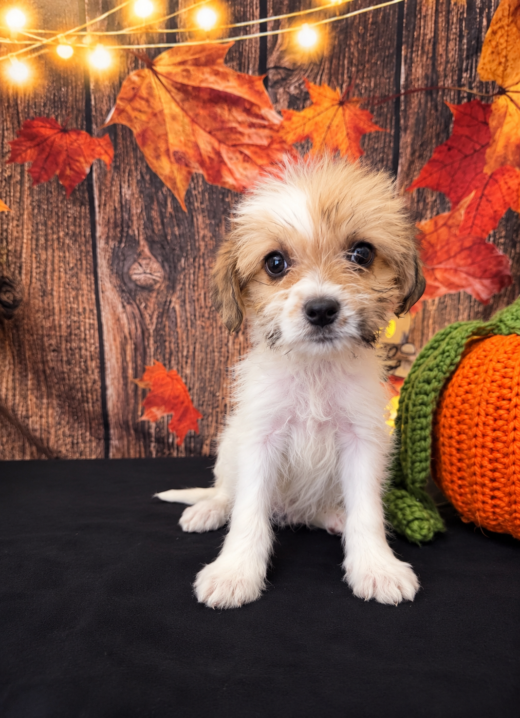 SHIH TZU × TOY POODLE — SHIH-POO PUPPIES image 4