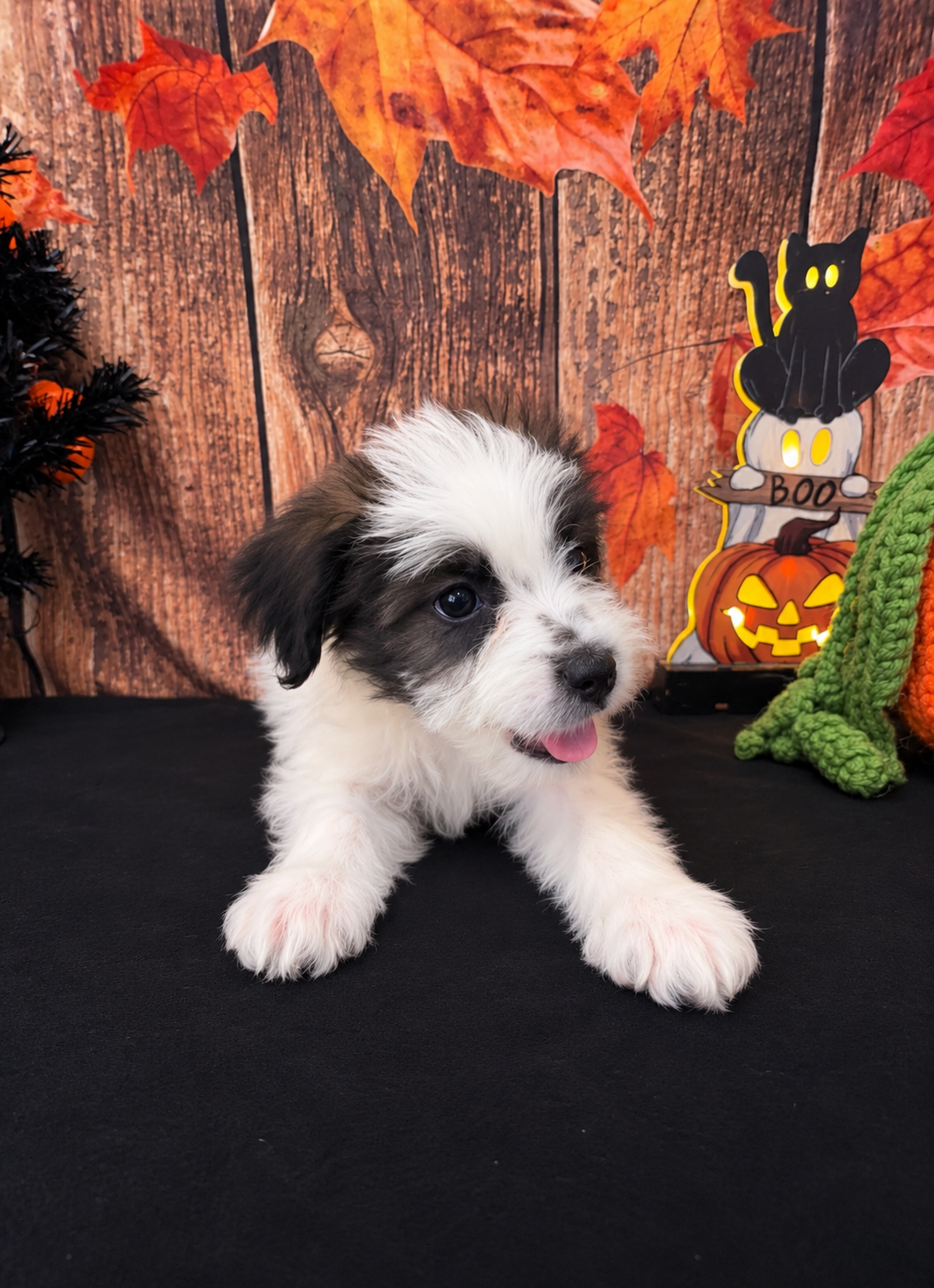 SHIH TZU × TOY POODLE — SHIH-POO PUPPIES image 2