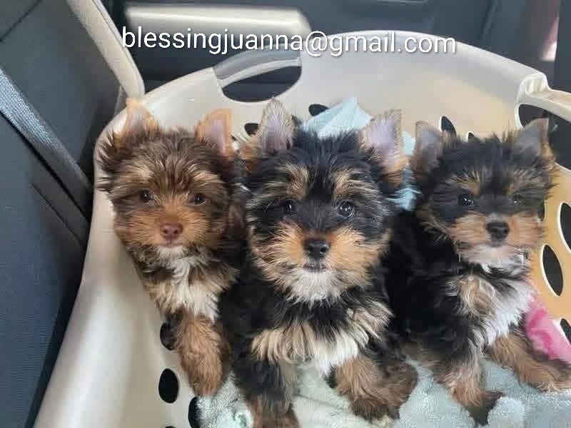 Adorable Yorkie Puppies Looking for Loving Homes S image 1