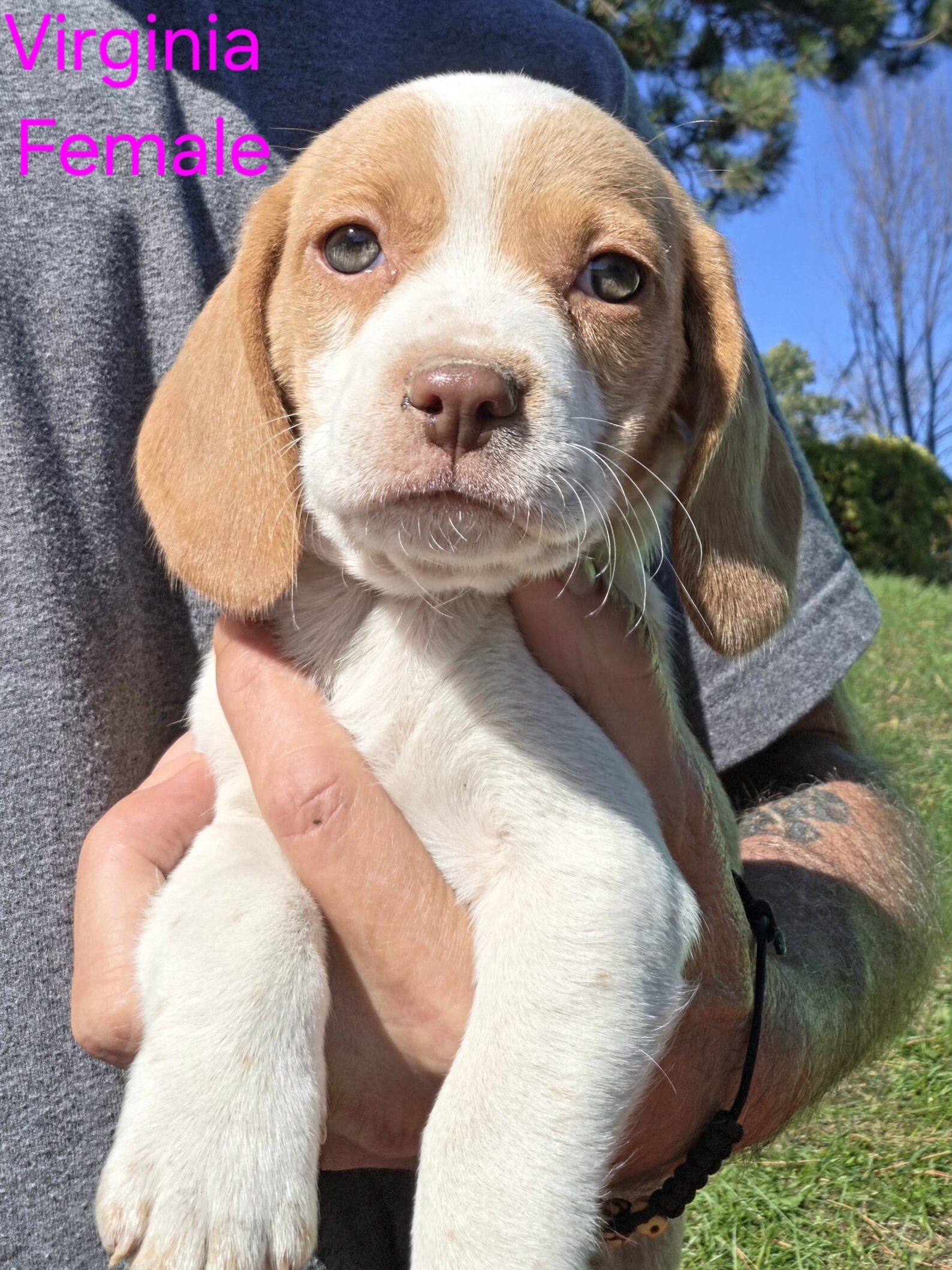 Lemon Beagle Female - Virginia image 1