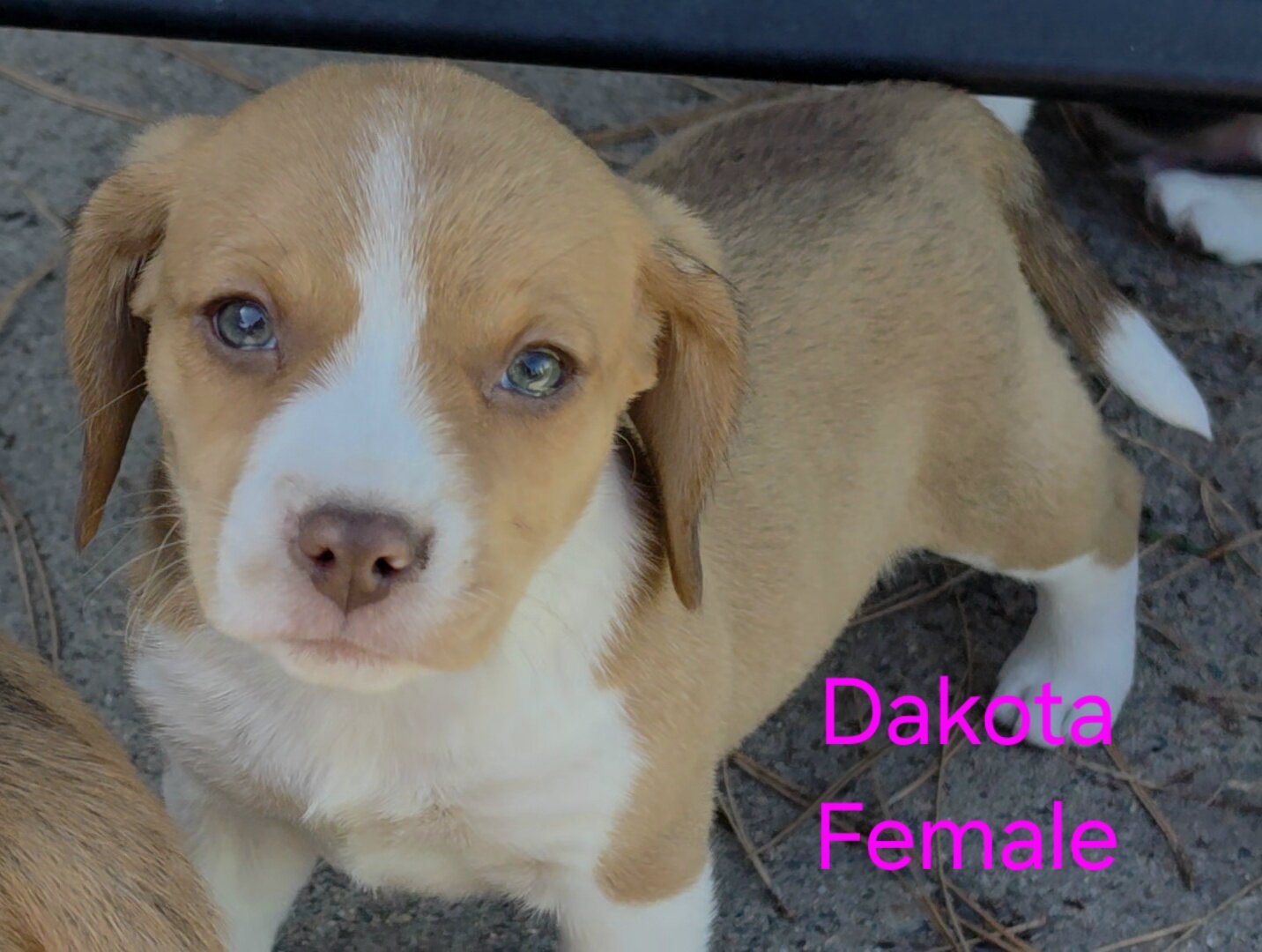 Chocolate Beagle Female - Dakota image 1
