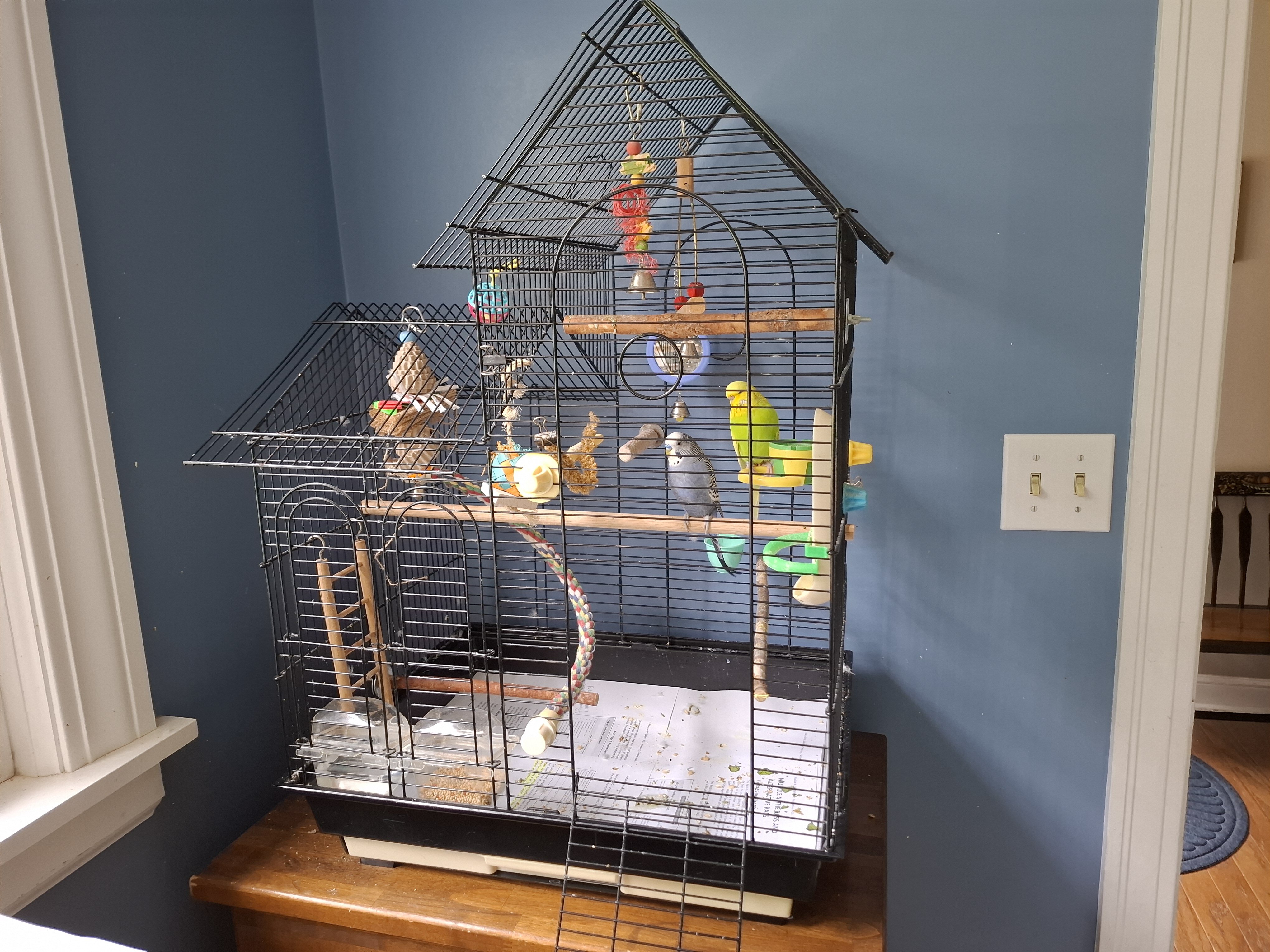 Two parakeets with cage image 2