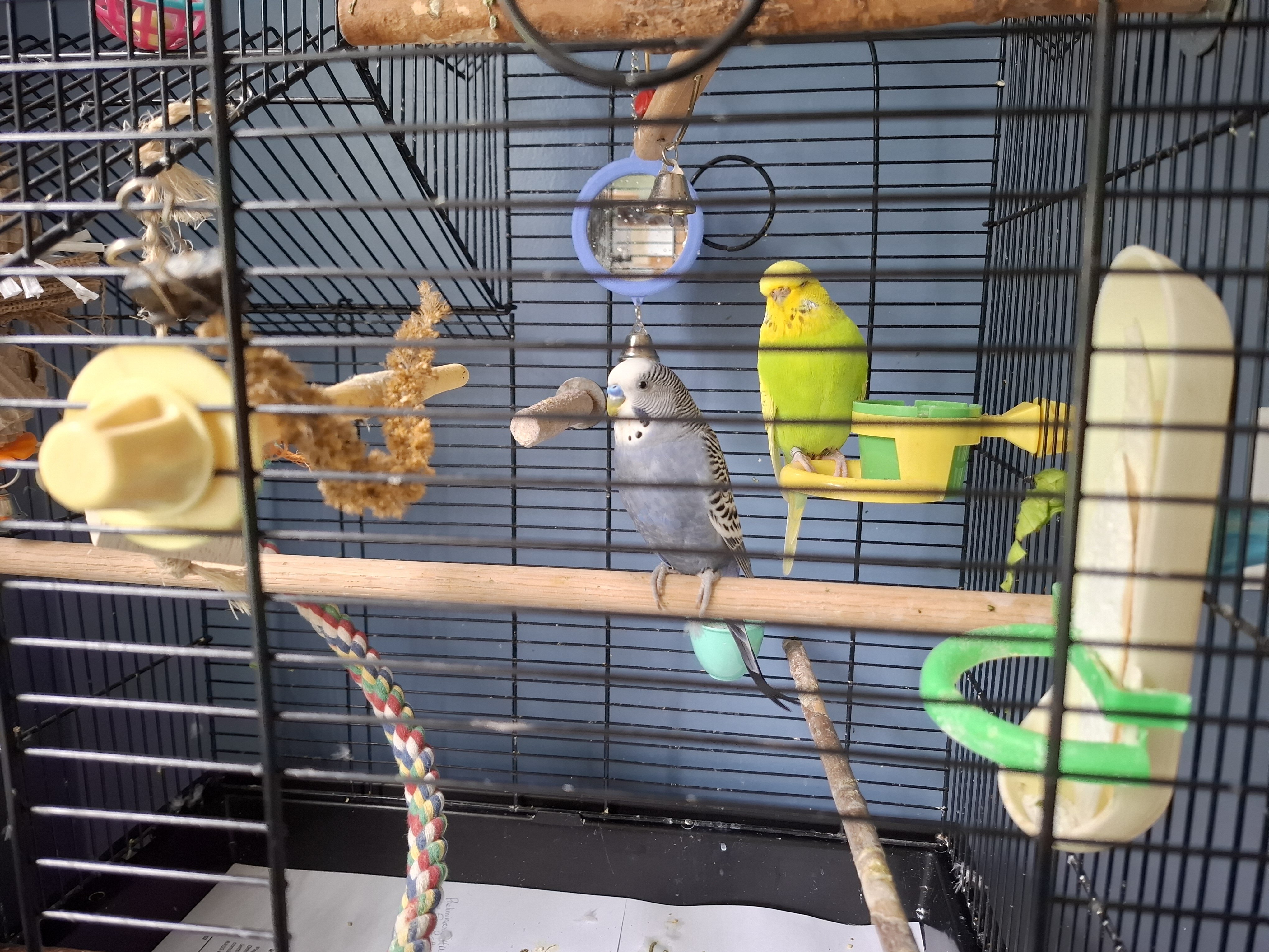 Two parakeets with cage image 1
