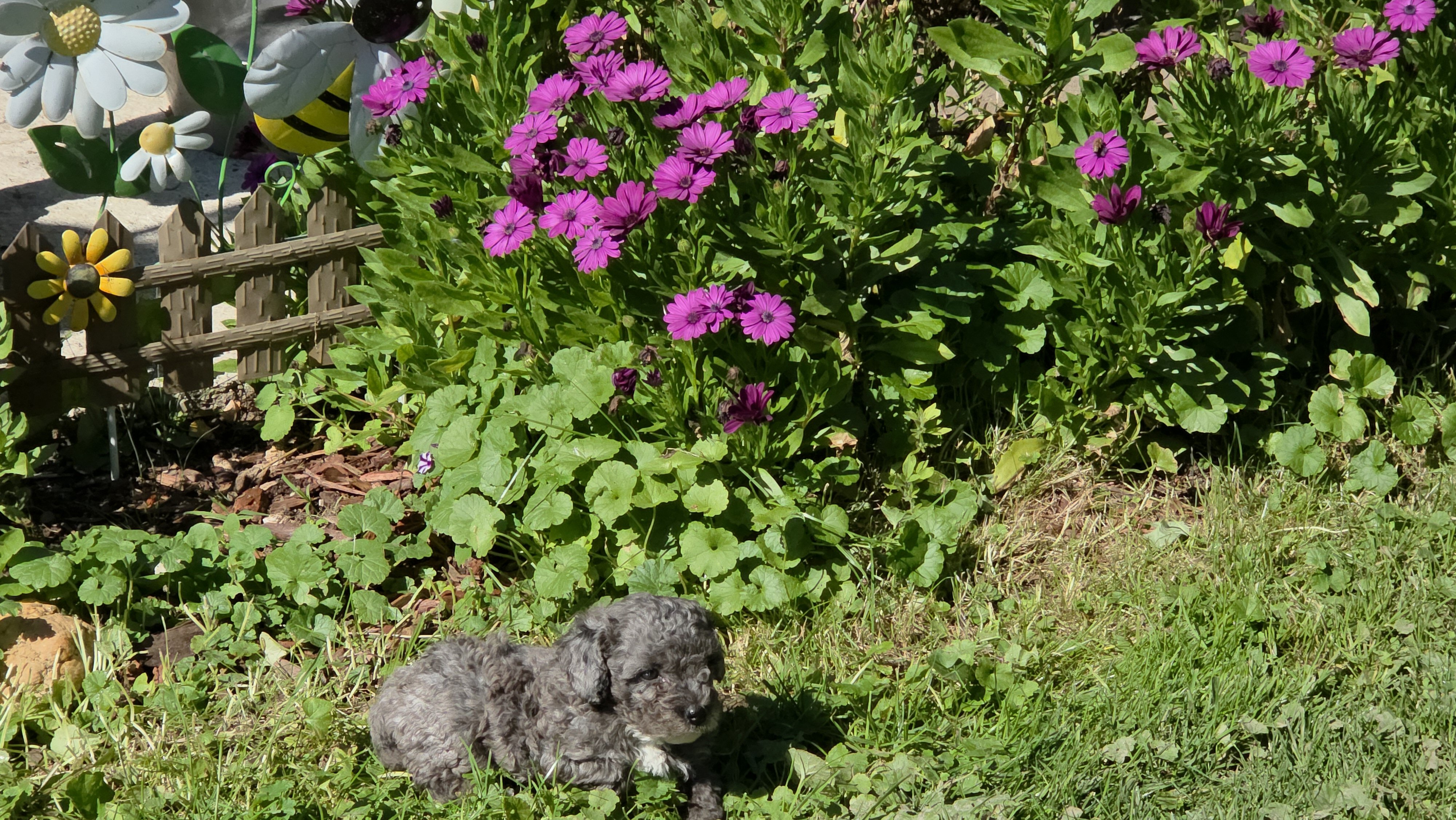 Miniature poodle girl image 5