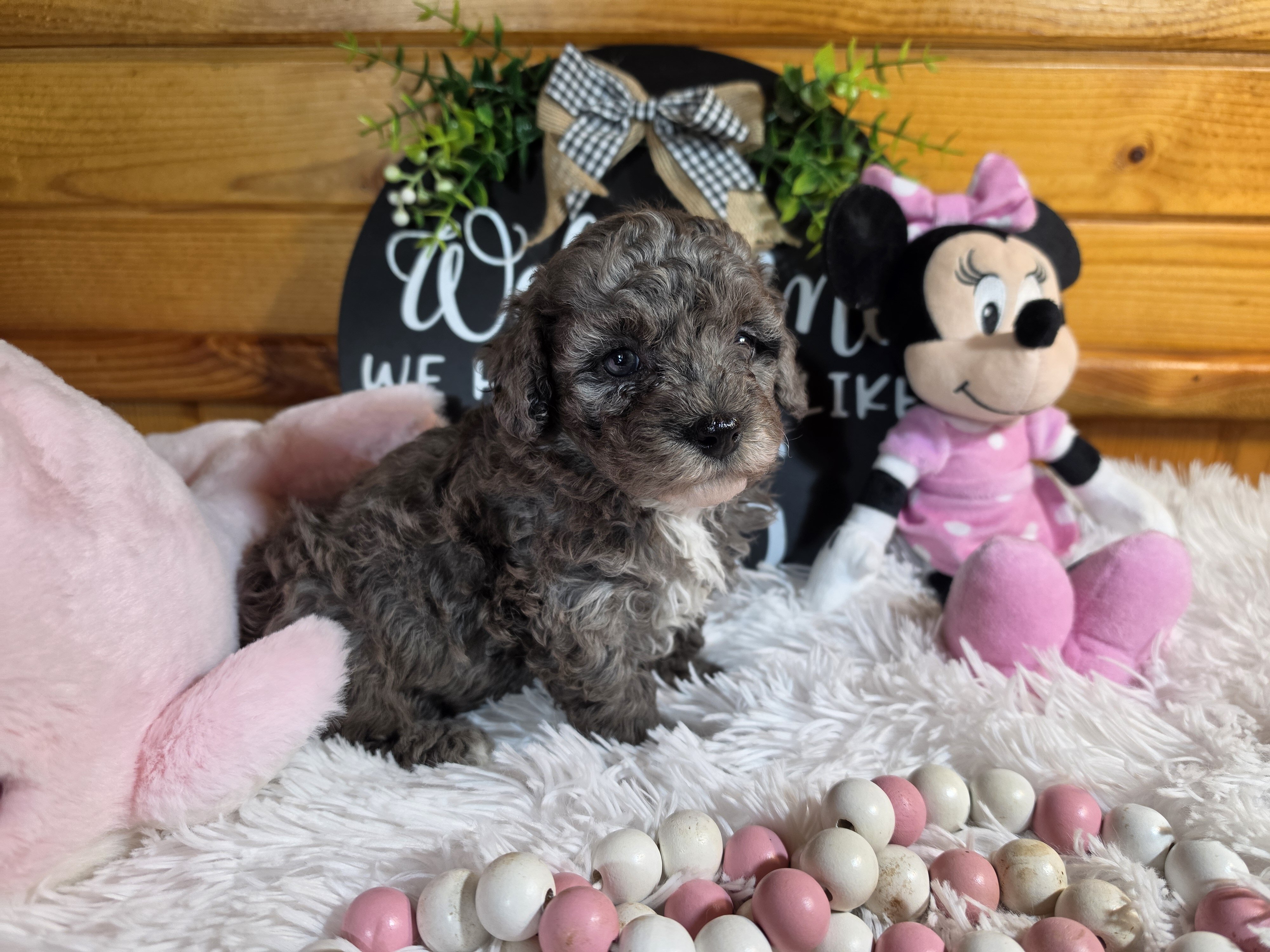 Miniature poodle girl image 4