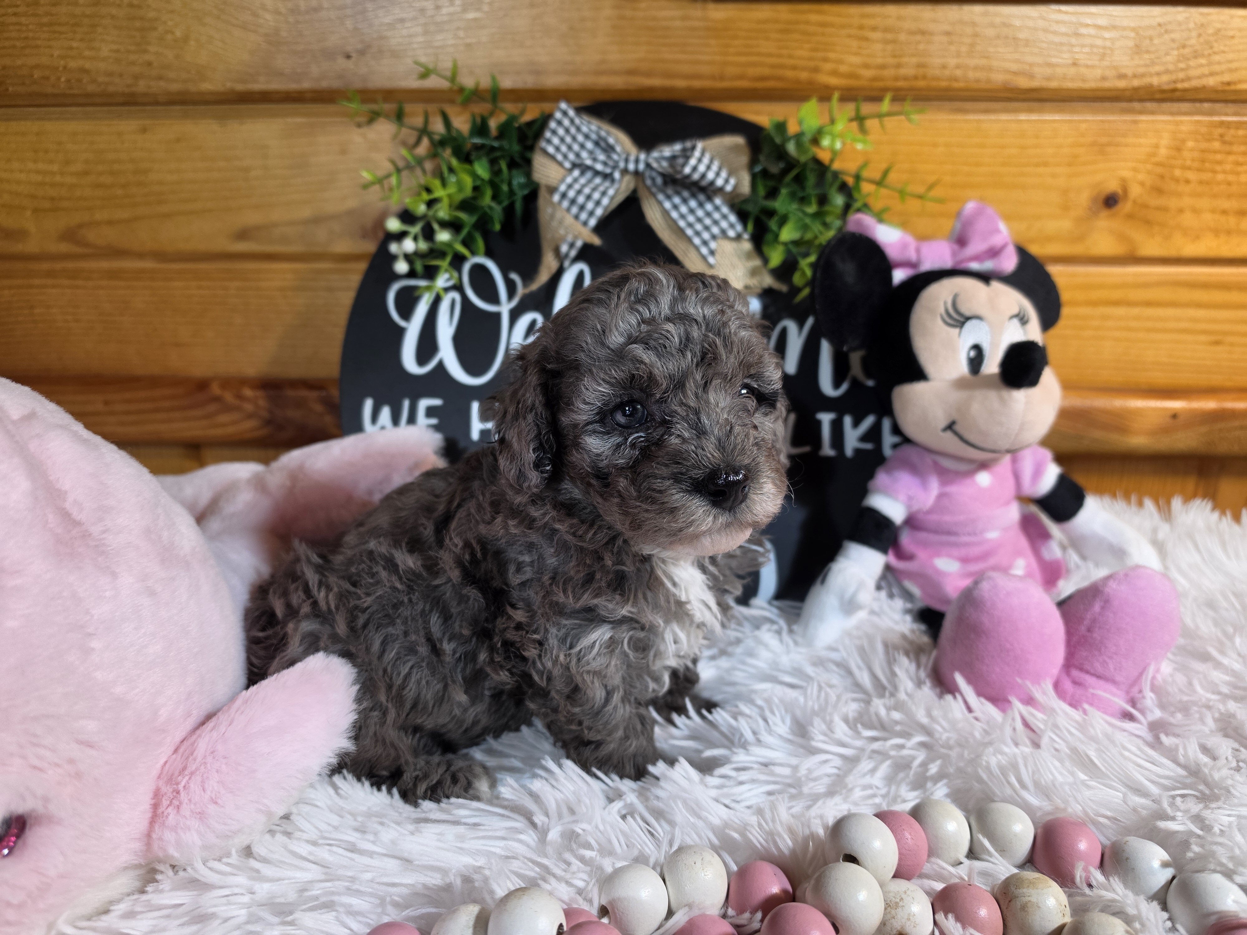 Miniature poodle girl image 3