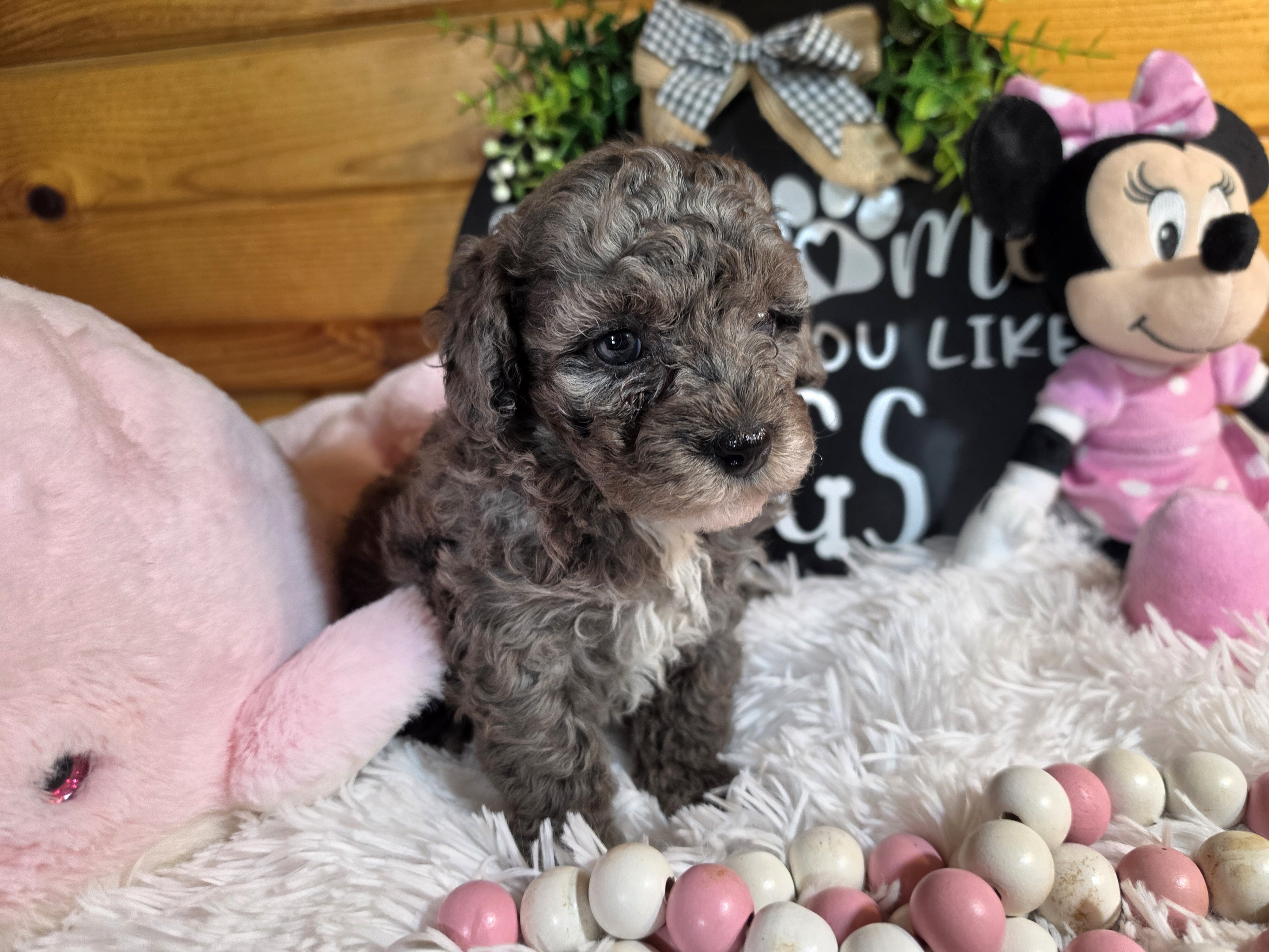 Miniature poodle girl image 1