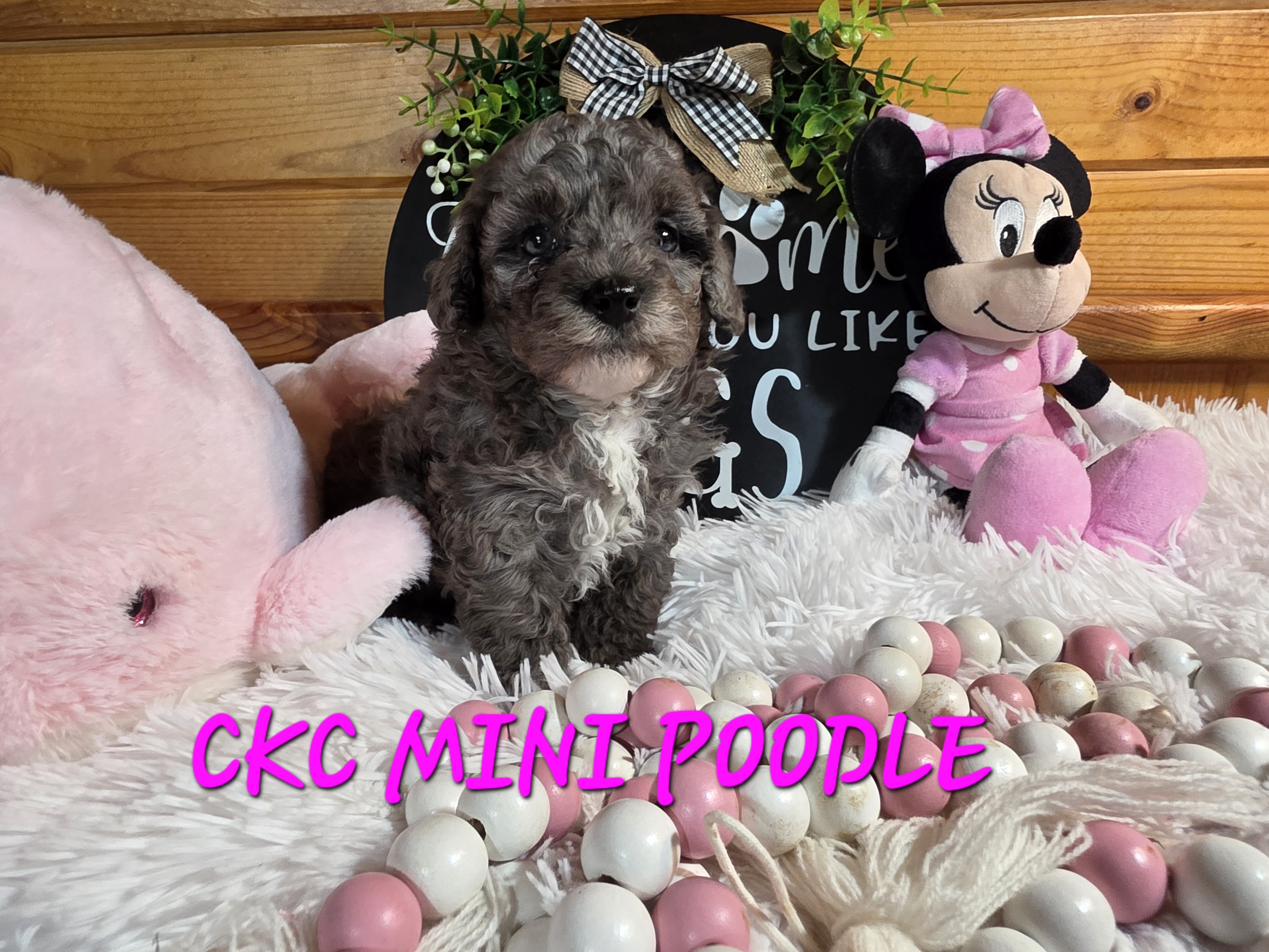 Miniature poodle girl image 2