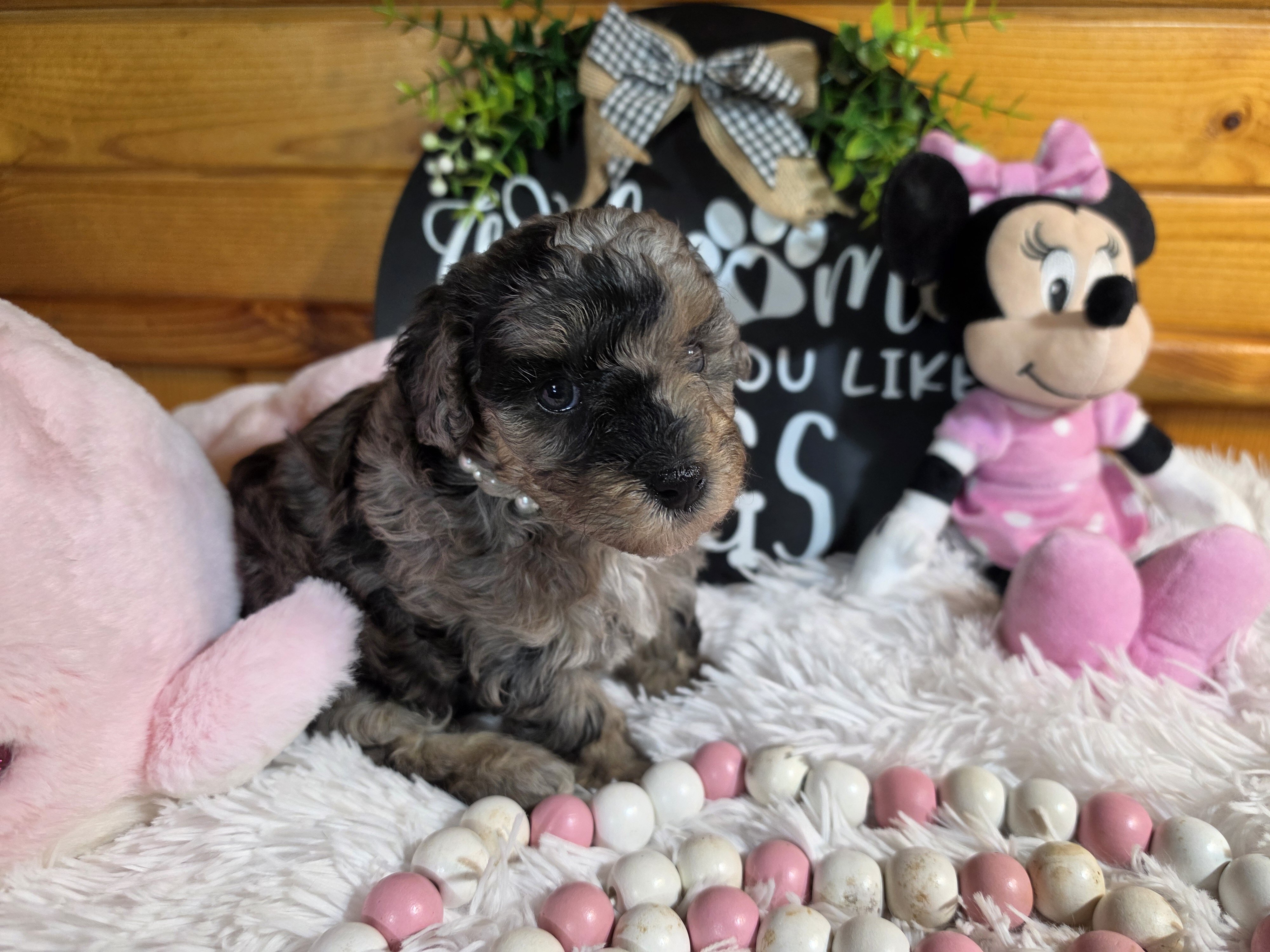 Blue merle phantom miniature poodle girl image 6