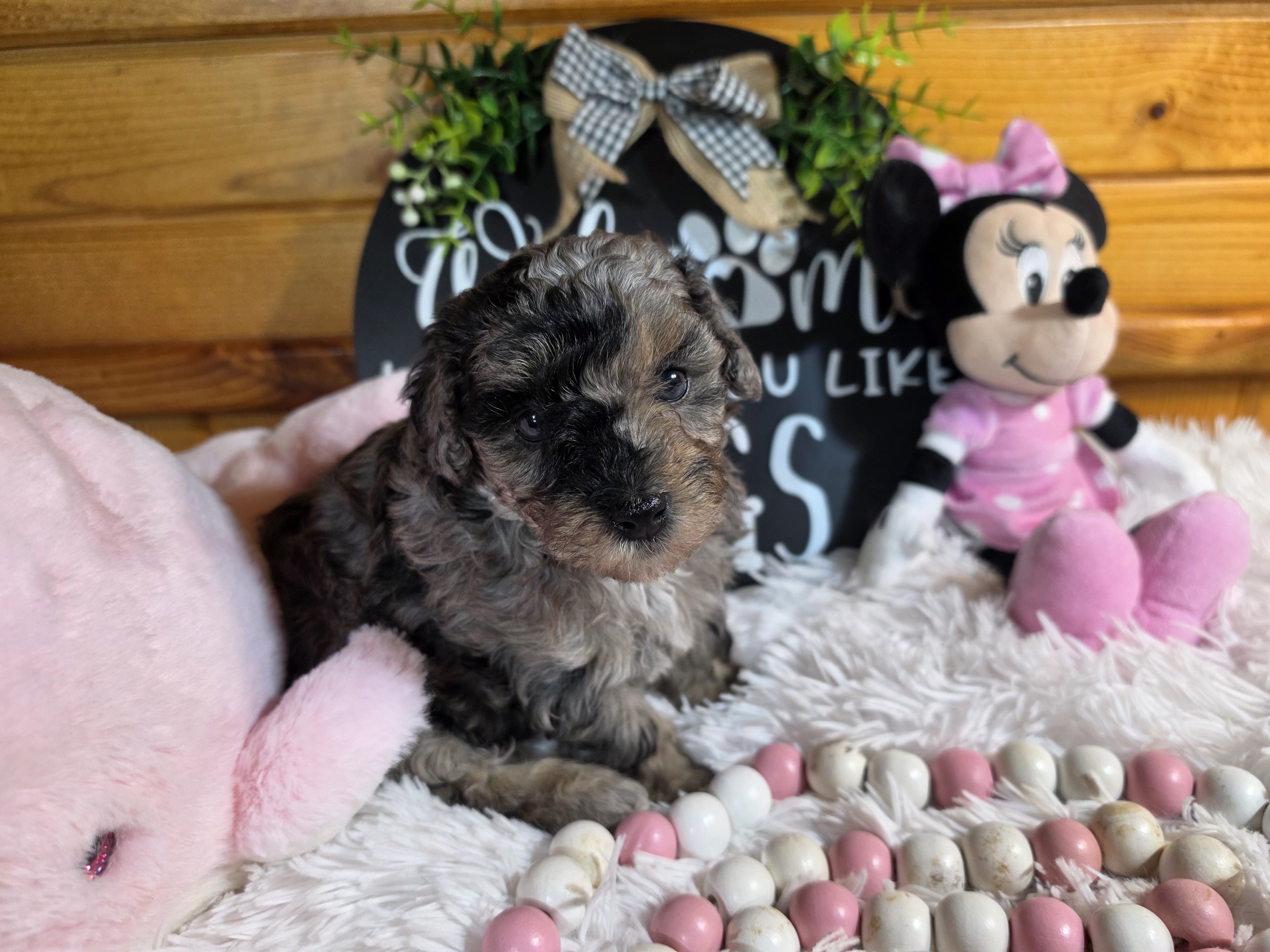 Blue merle phantom miniature poodle girl image 4