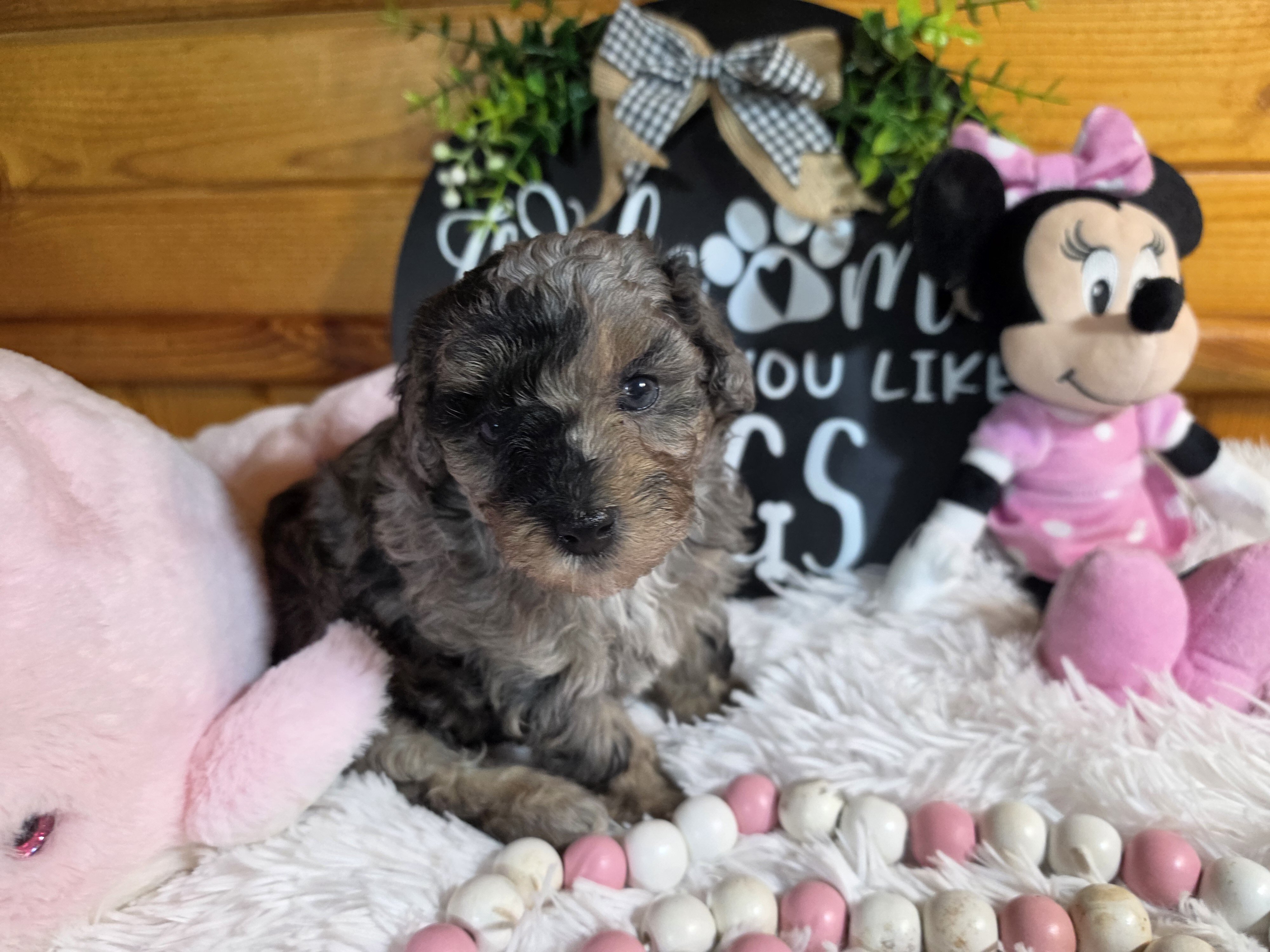Blue merle phantom miniature poodle girl image 5