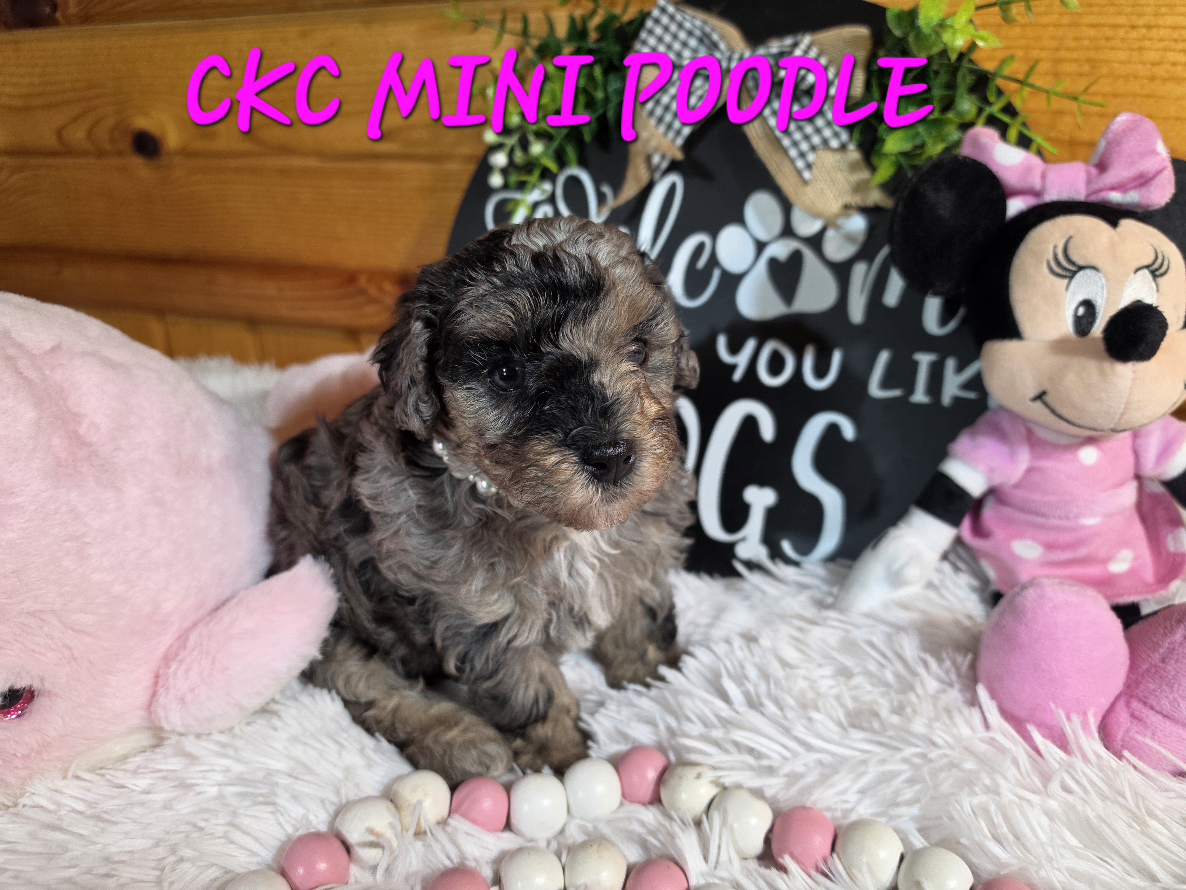 Blue merle phantom miniature poodle girl image 1