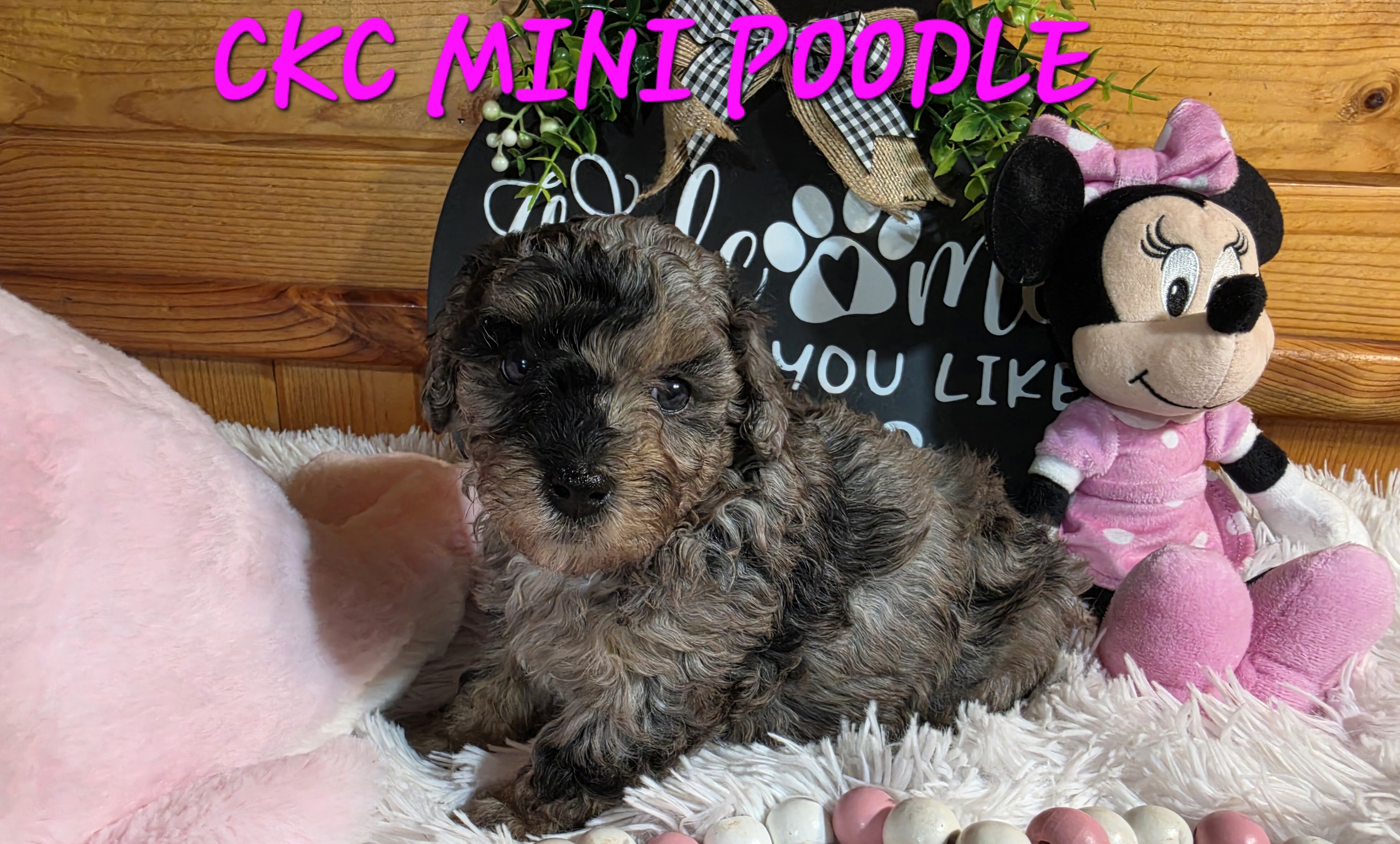 Blue merle phantom miniature poodle girl image 2