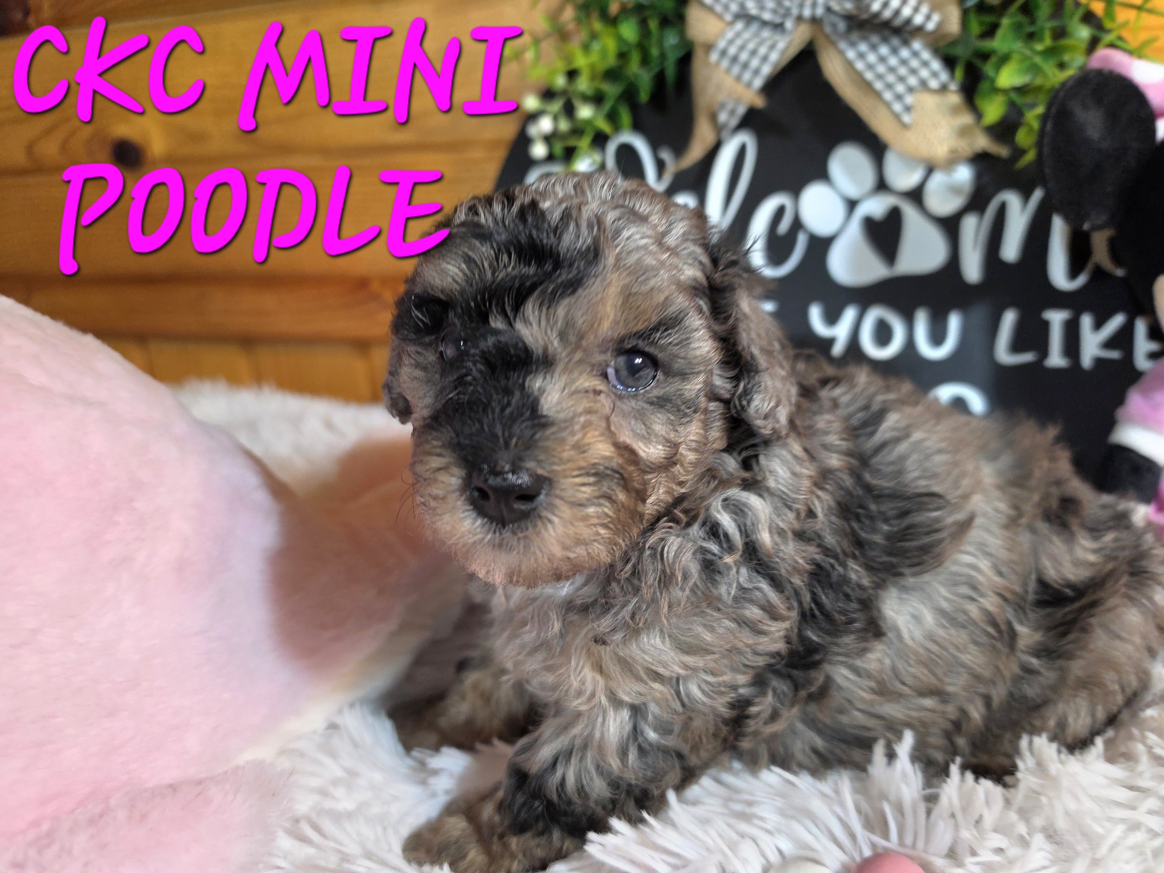 Blue merle phantom miniature poodle girl image 3