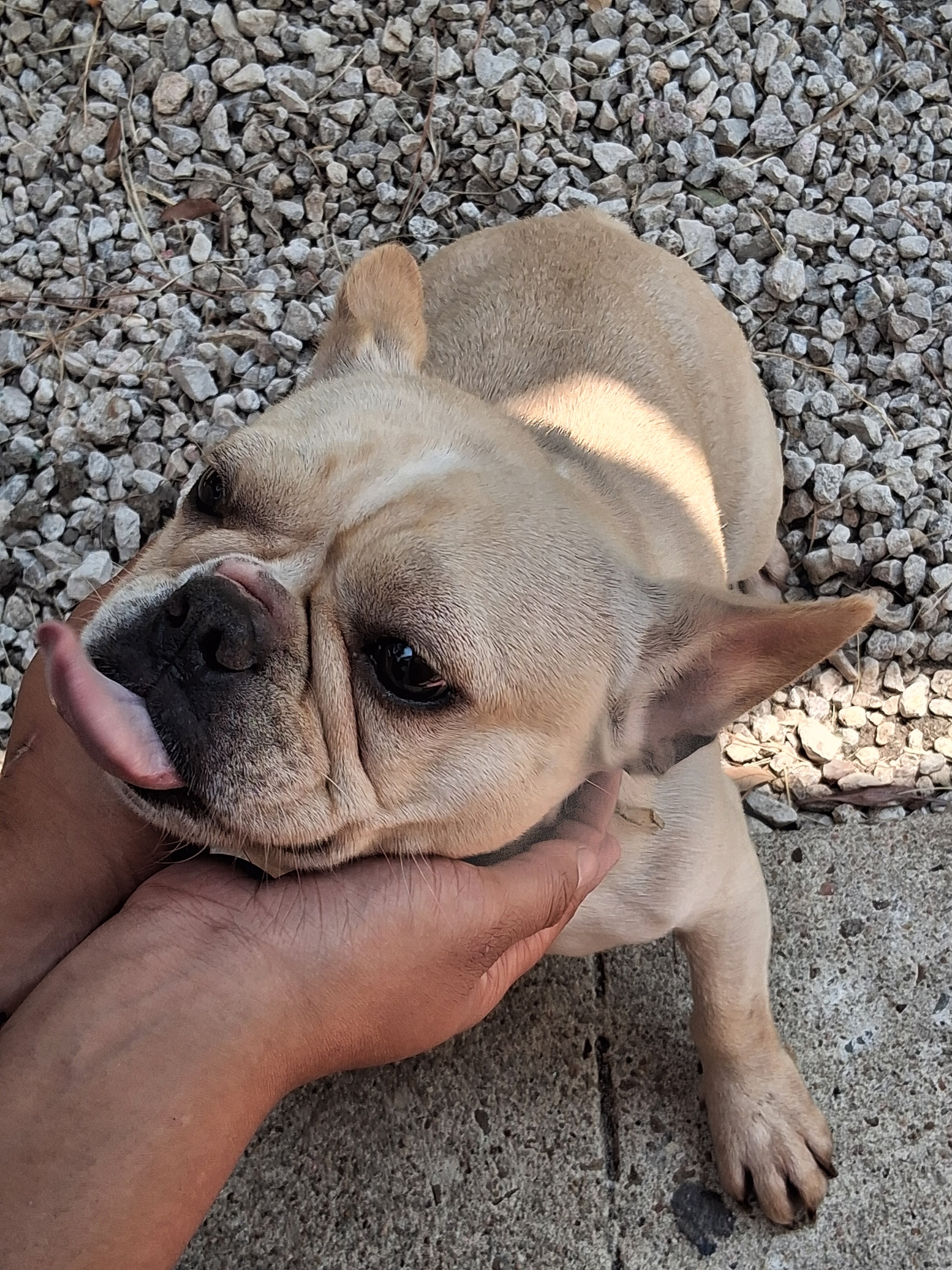 Frenchie image 4